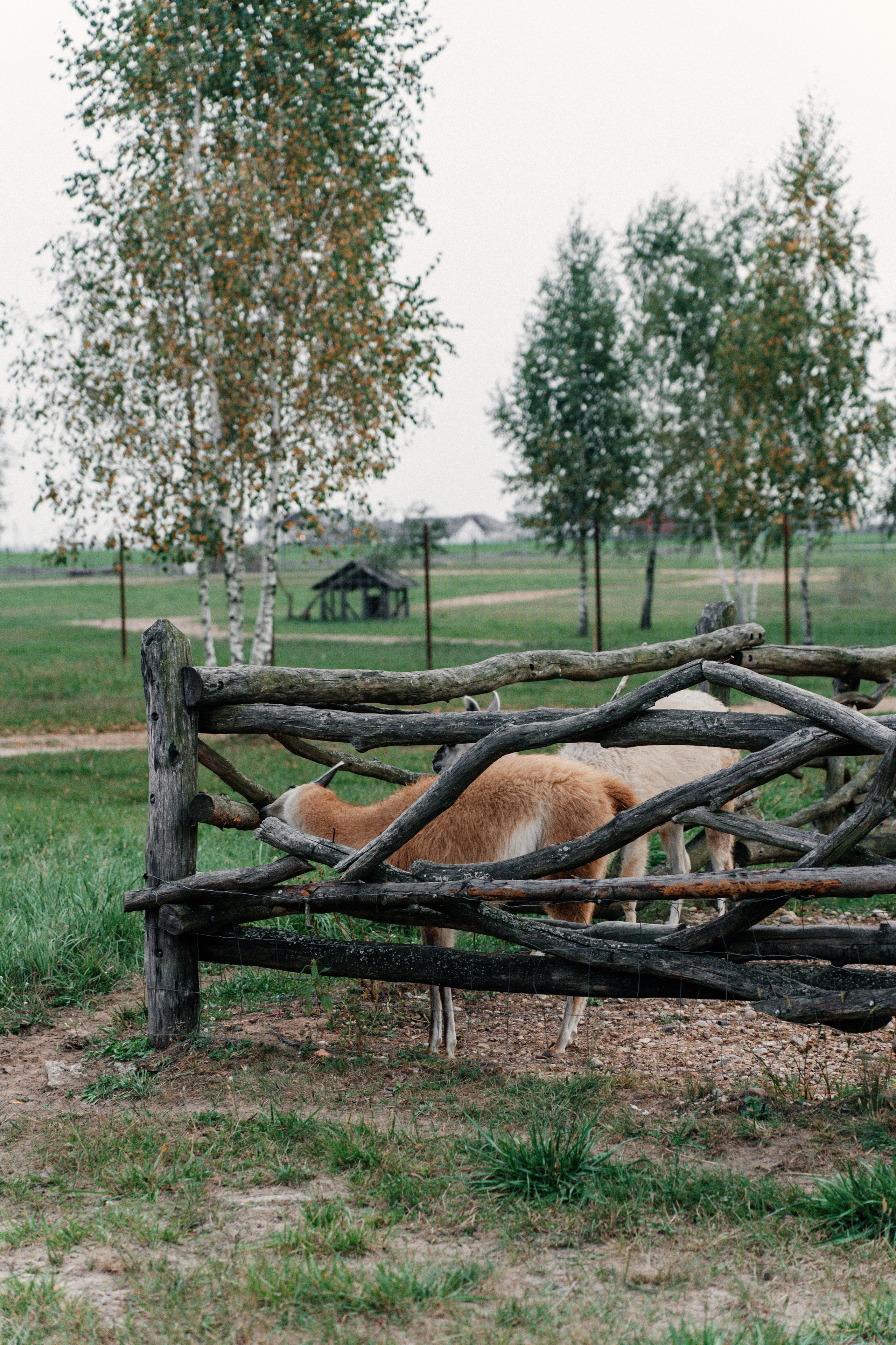 Диприз — в мире диких животных. Ваш семейный фотограф в Минске — Вика Трегубова