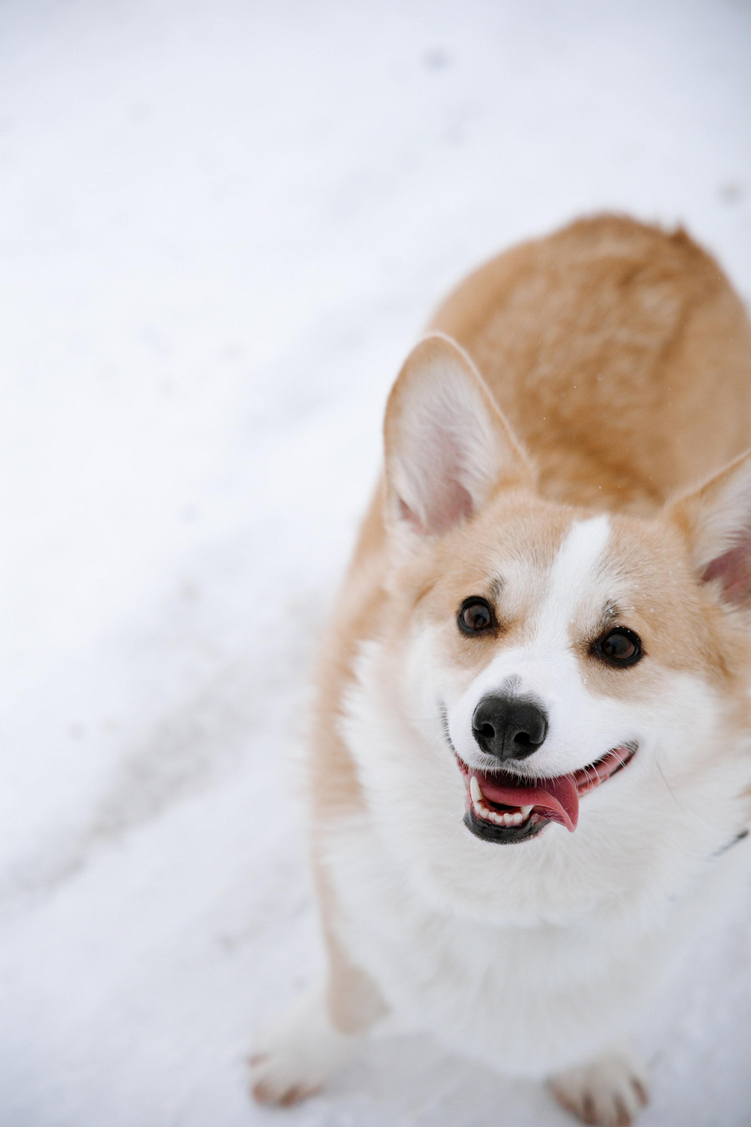 Питомцы. Семейный фотограф | Керчь | Ивановская Виктория