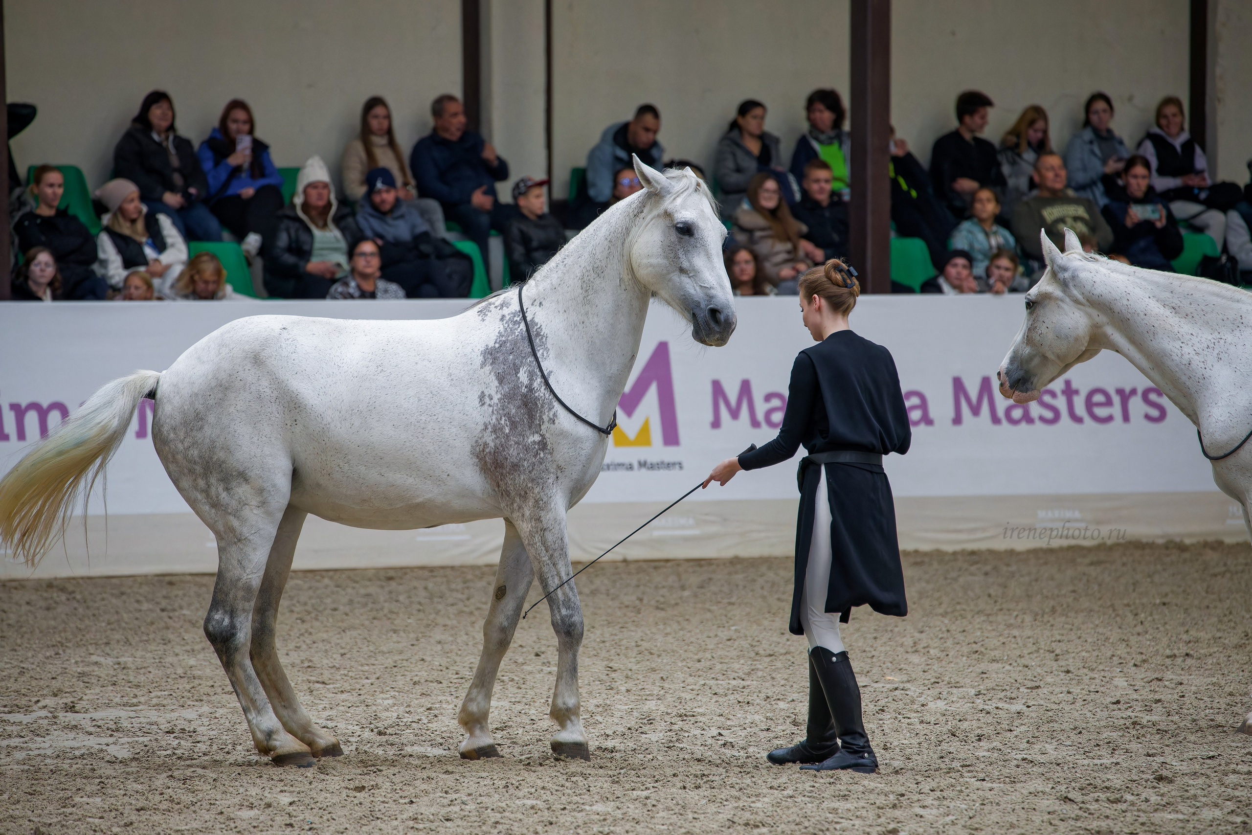 Конная Россия 2024. Irenephoto.ru