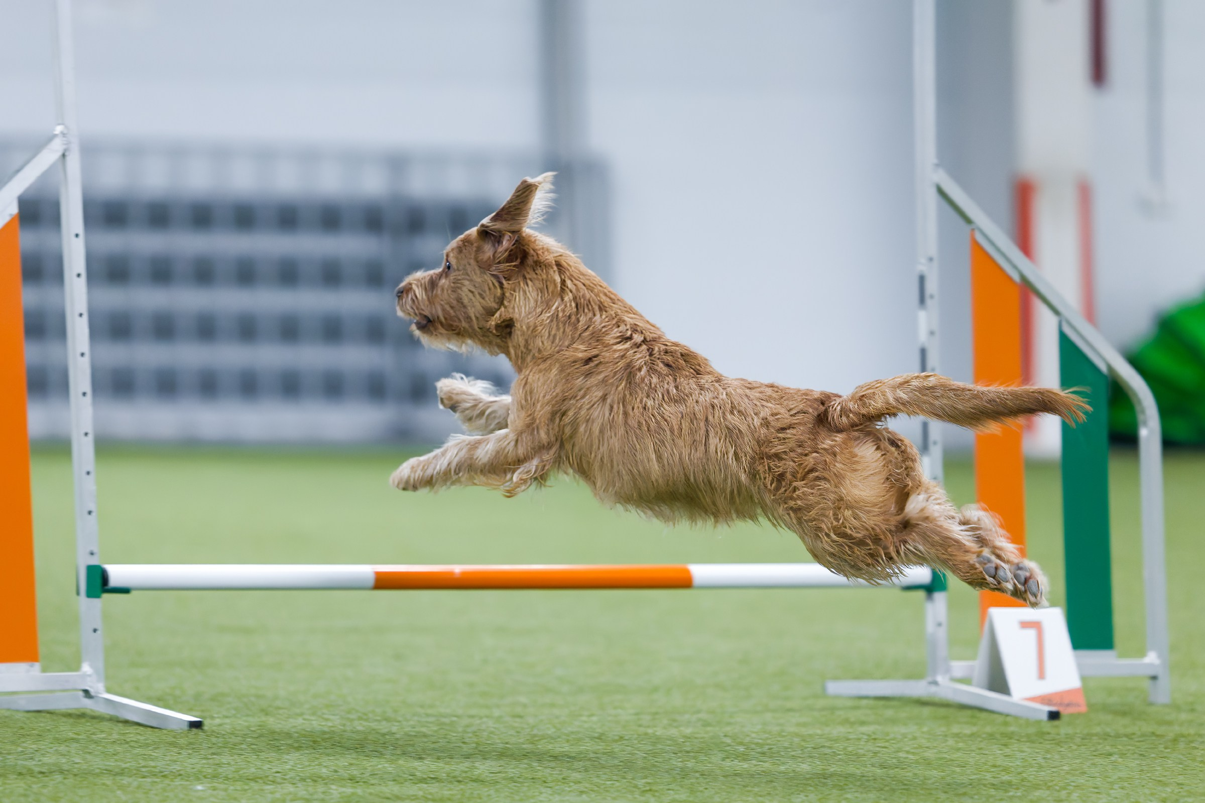 День рождения Пёсбурга — февраль 2025. Irenephoto.ru