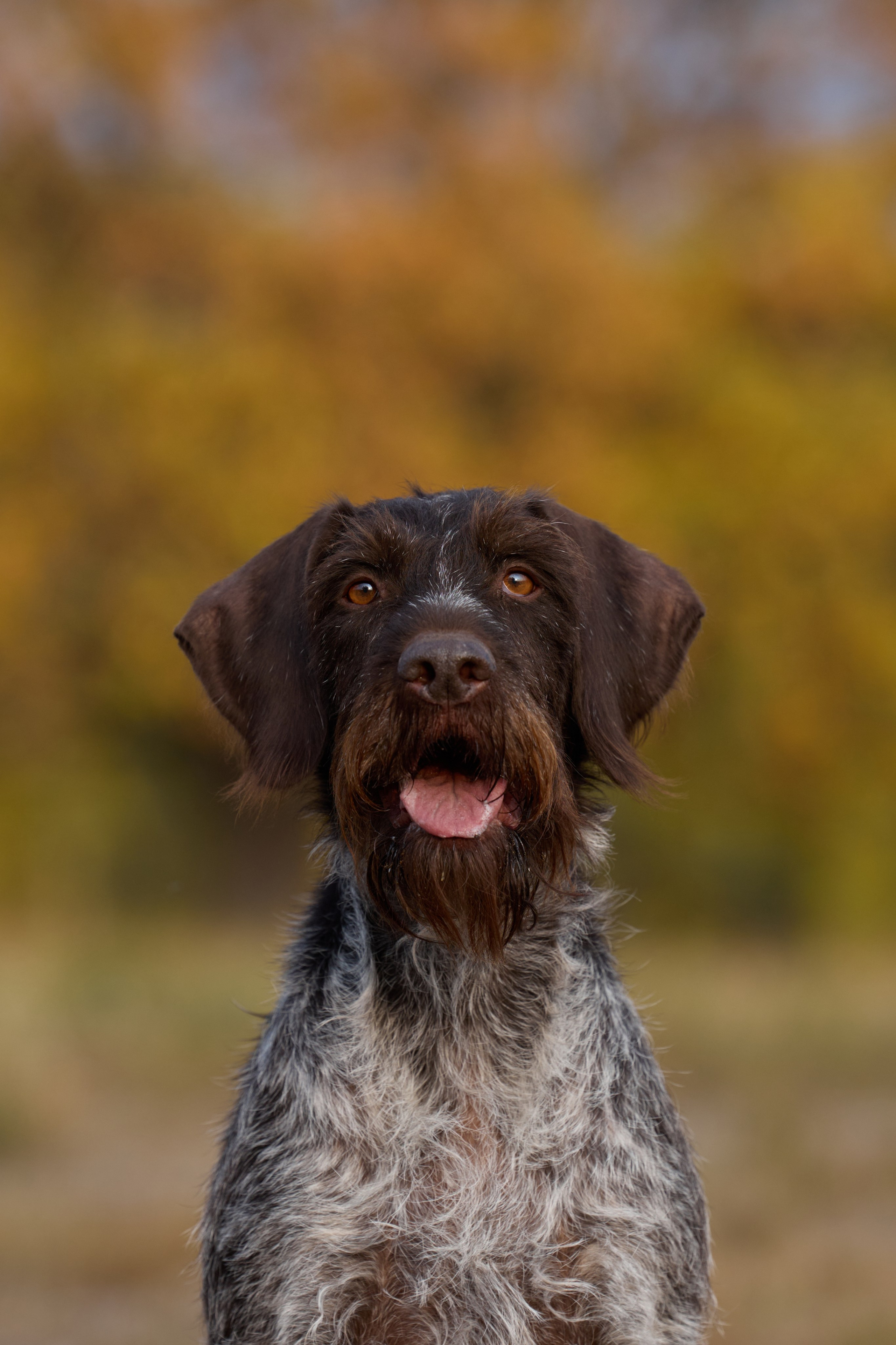 Семейная история. Фотограф анималист в Казани Алина Сулейманова. Фотограф животных