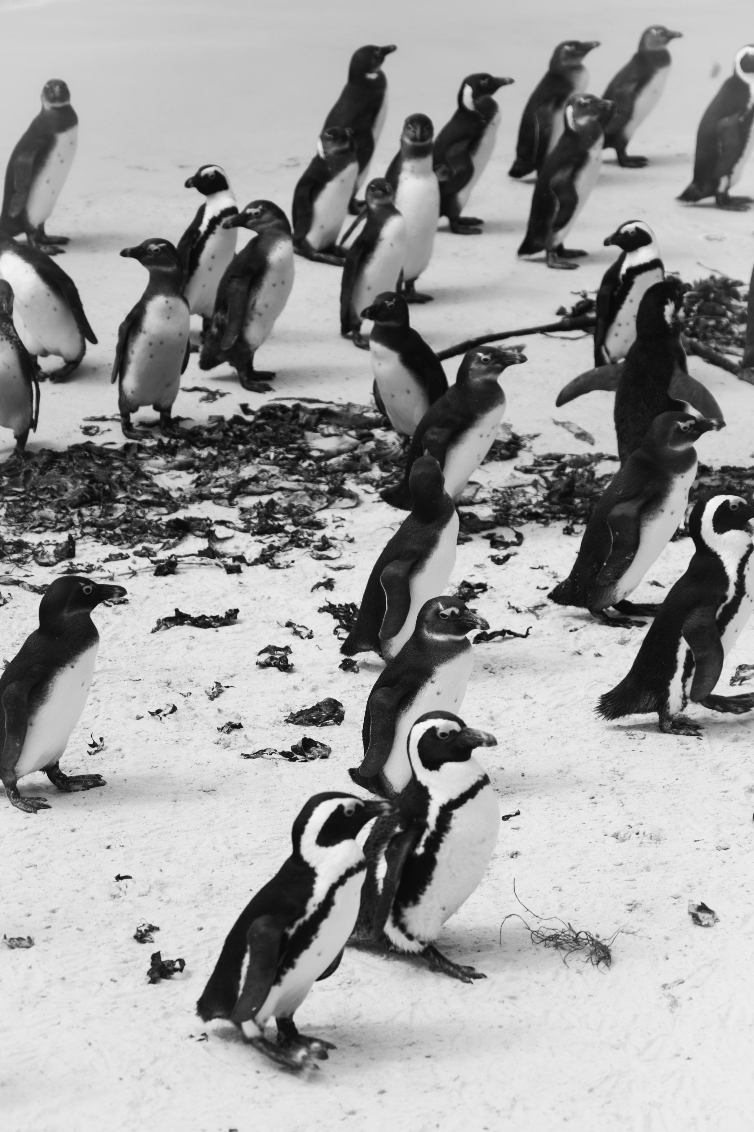 Africa/UAR. @oljiofilm: Олег Иванов — фотограф