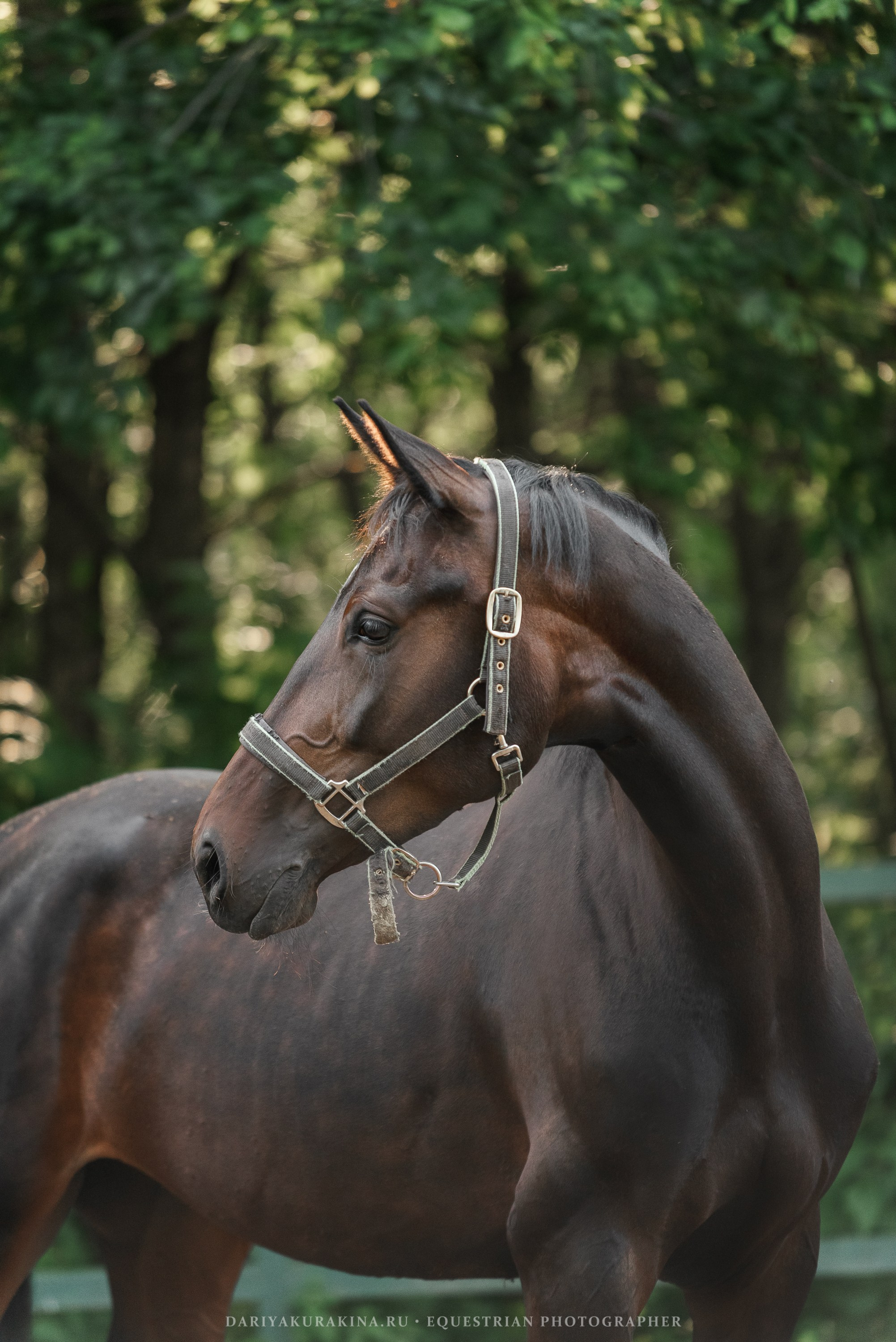 КСПХ «ЮНА», Зелёновое. Конный фотограф Куракина Дарья • Фотосессии с лошадьми