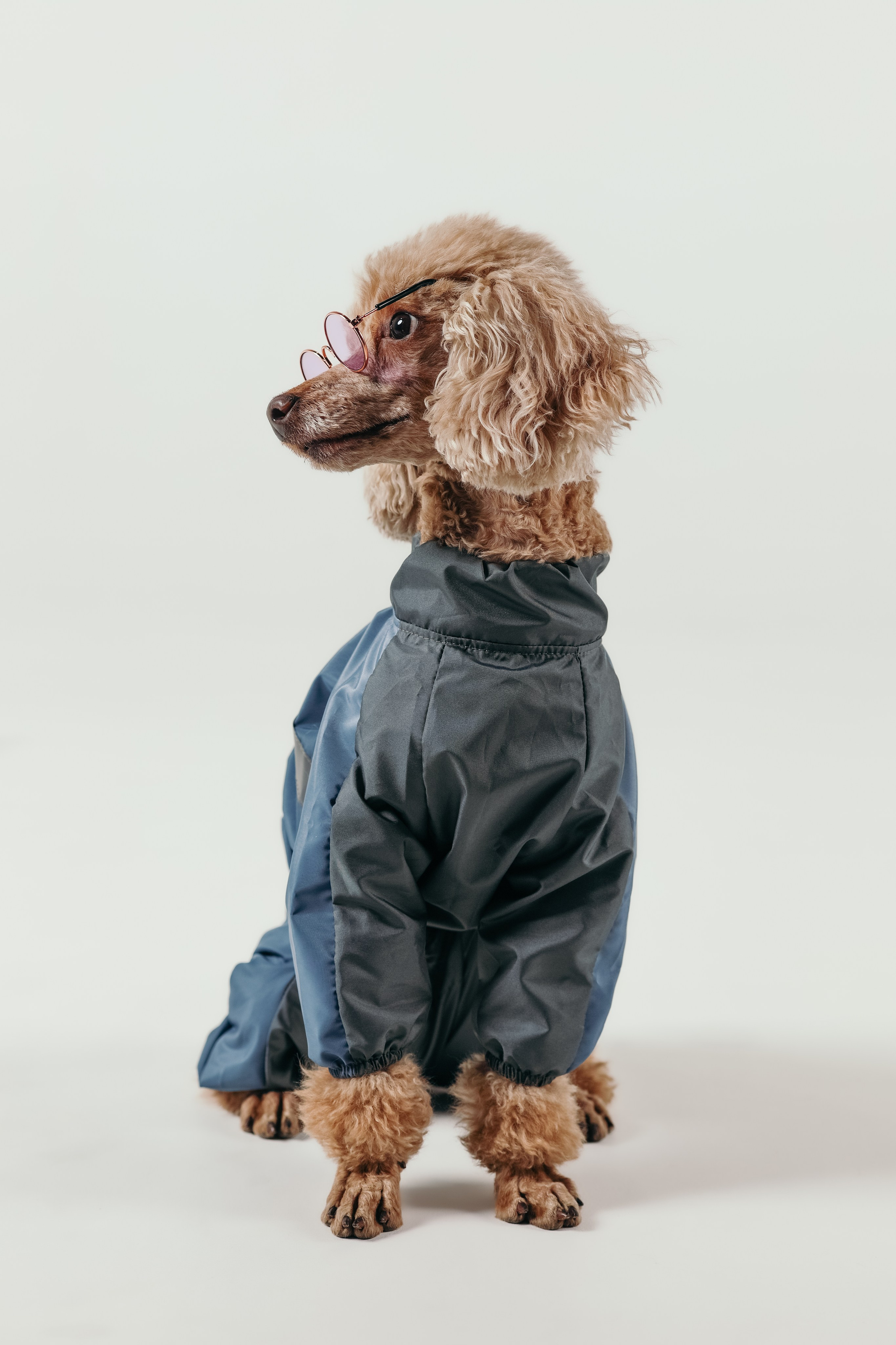 Для брендов. Фотограф- анималист Санкт-Петербург