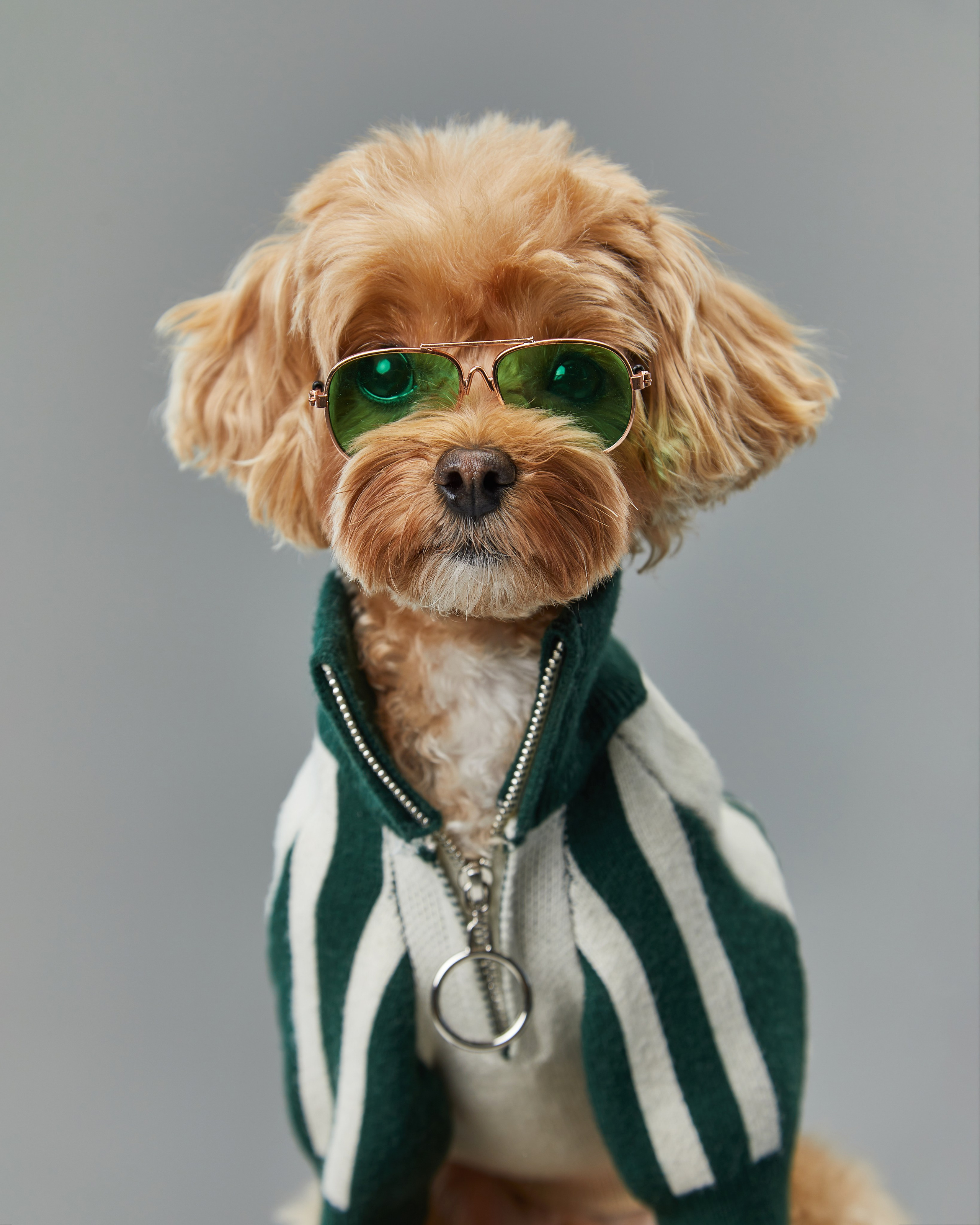 Pets Photography / Фотограф Собак