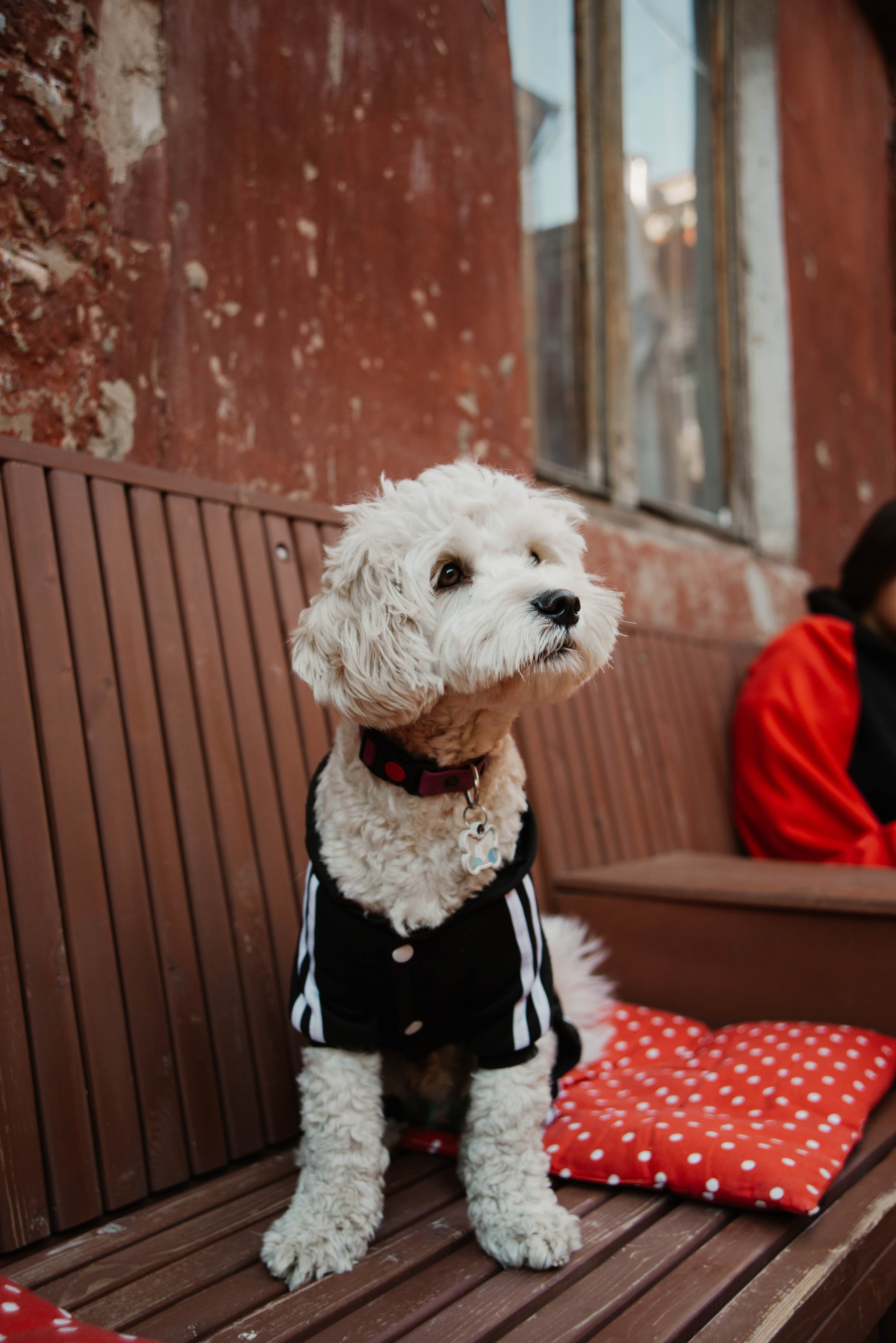 Дог-вечеринка на летнике «Кутёж». Ксения Glossa. Портретный и репортажный фотограф в Самаре