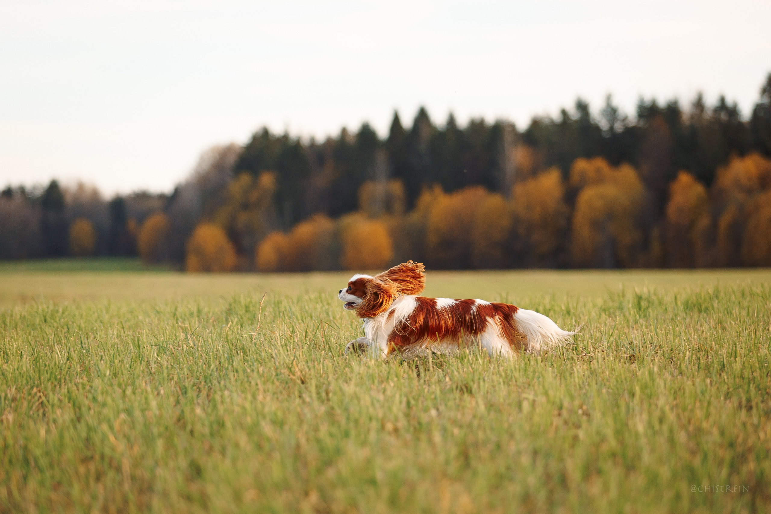 Октябрьский закат в полях. Алина и Лео. Фотограф-анималист Наталия Чистюхина в г. Сосновый Бор и ЛО