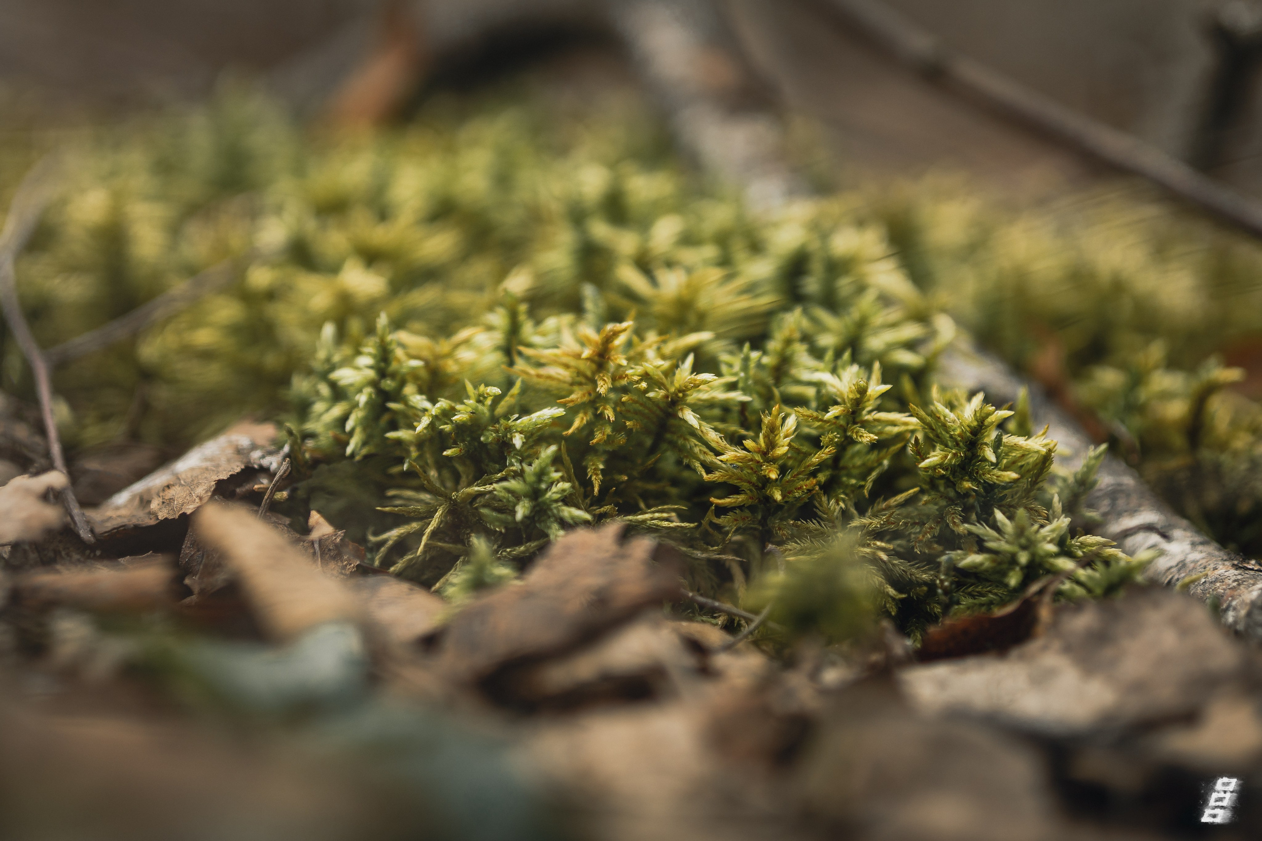 Green series. Саватейкин Ярослав | Портретный фотограф в Москве