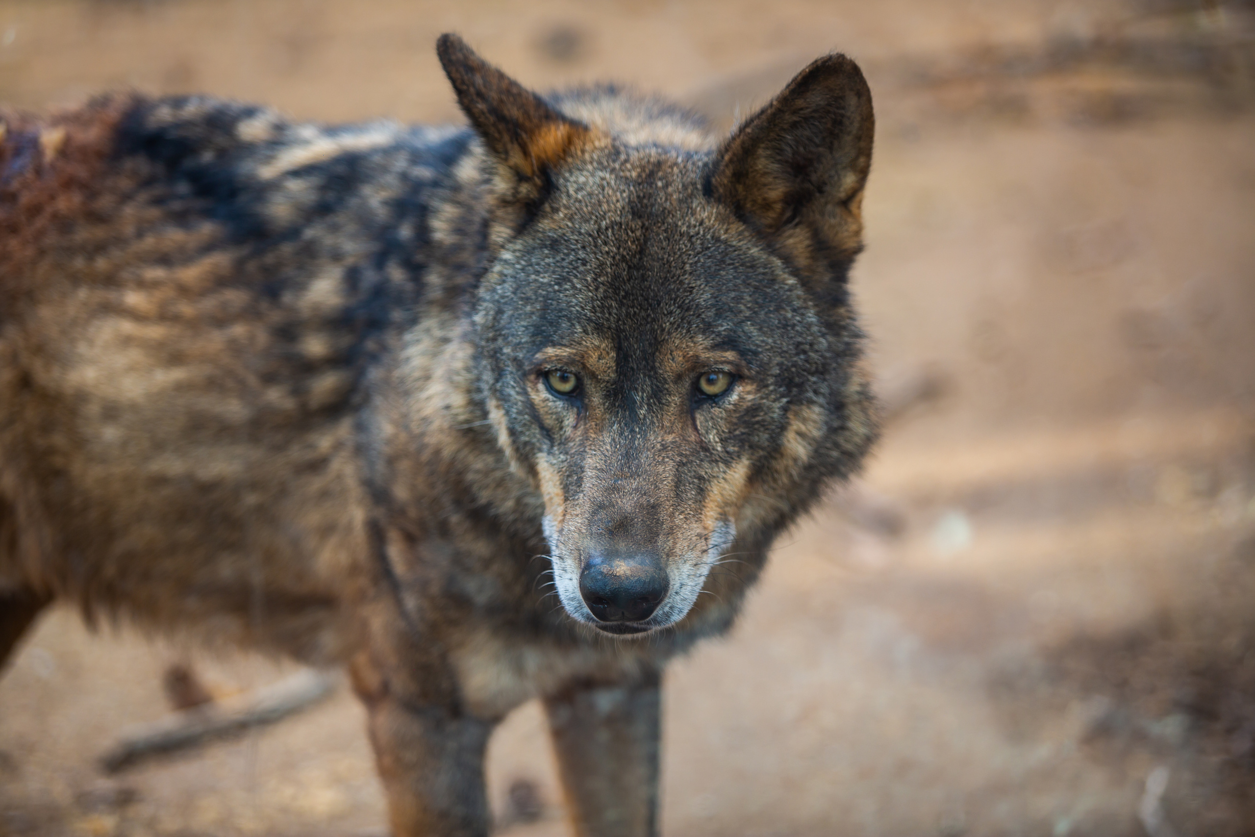 Иберийский волк  в зоопарке Барселоны