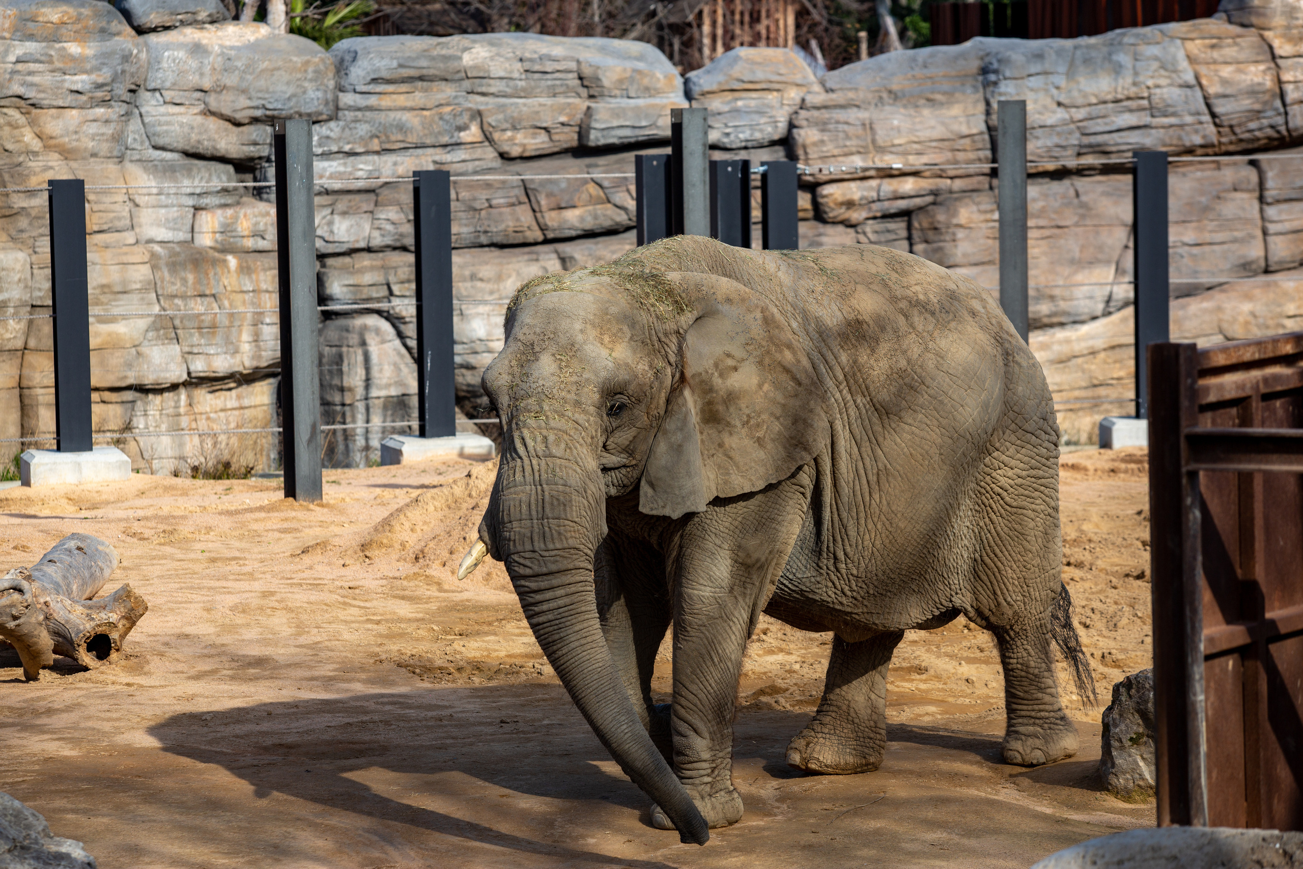 Африканский слон  в зоопарке Барселоны
