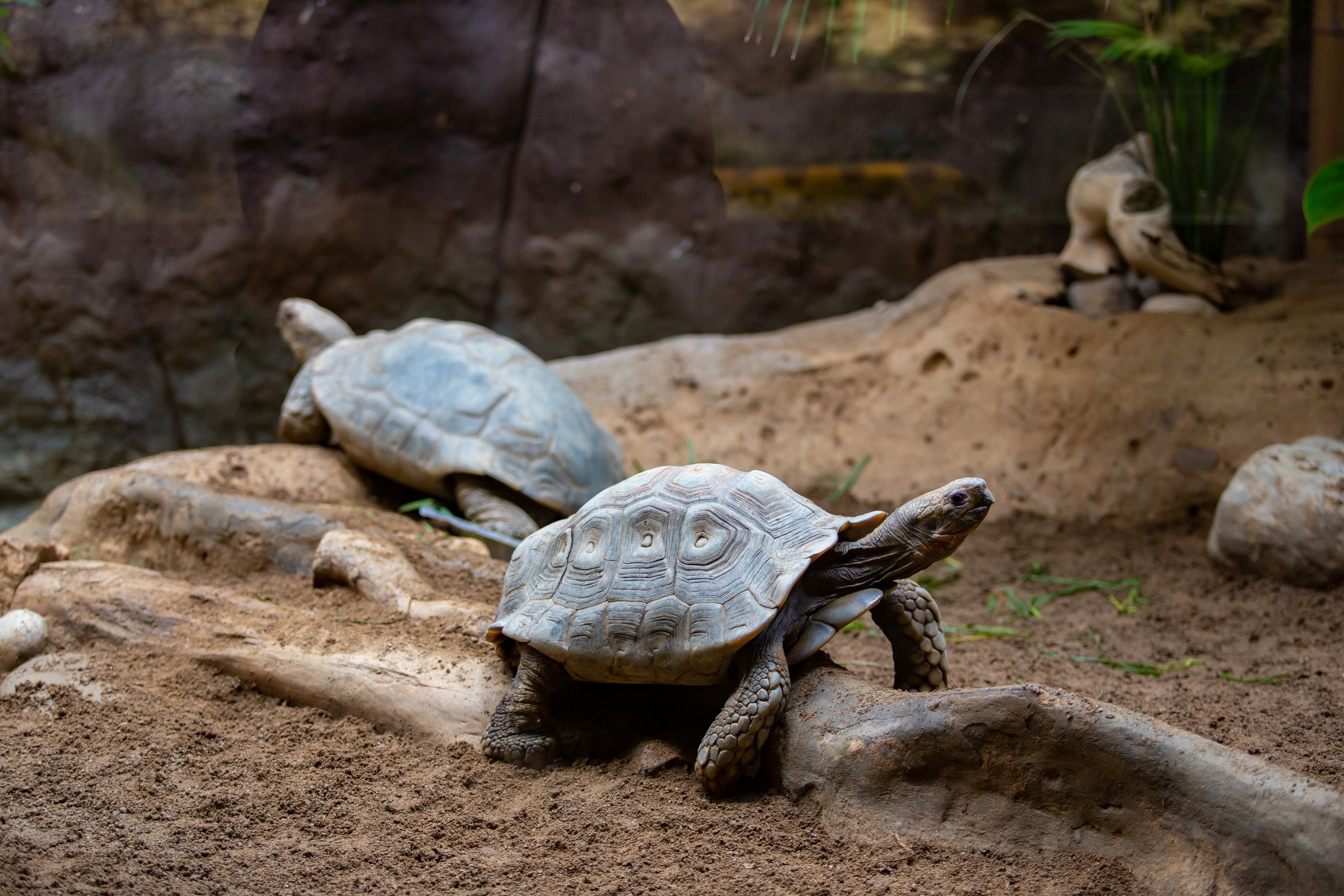 Зоопарк в Барселоне. Фотограф Сонкина Татьяна