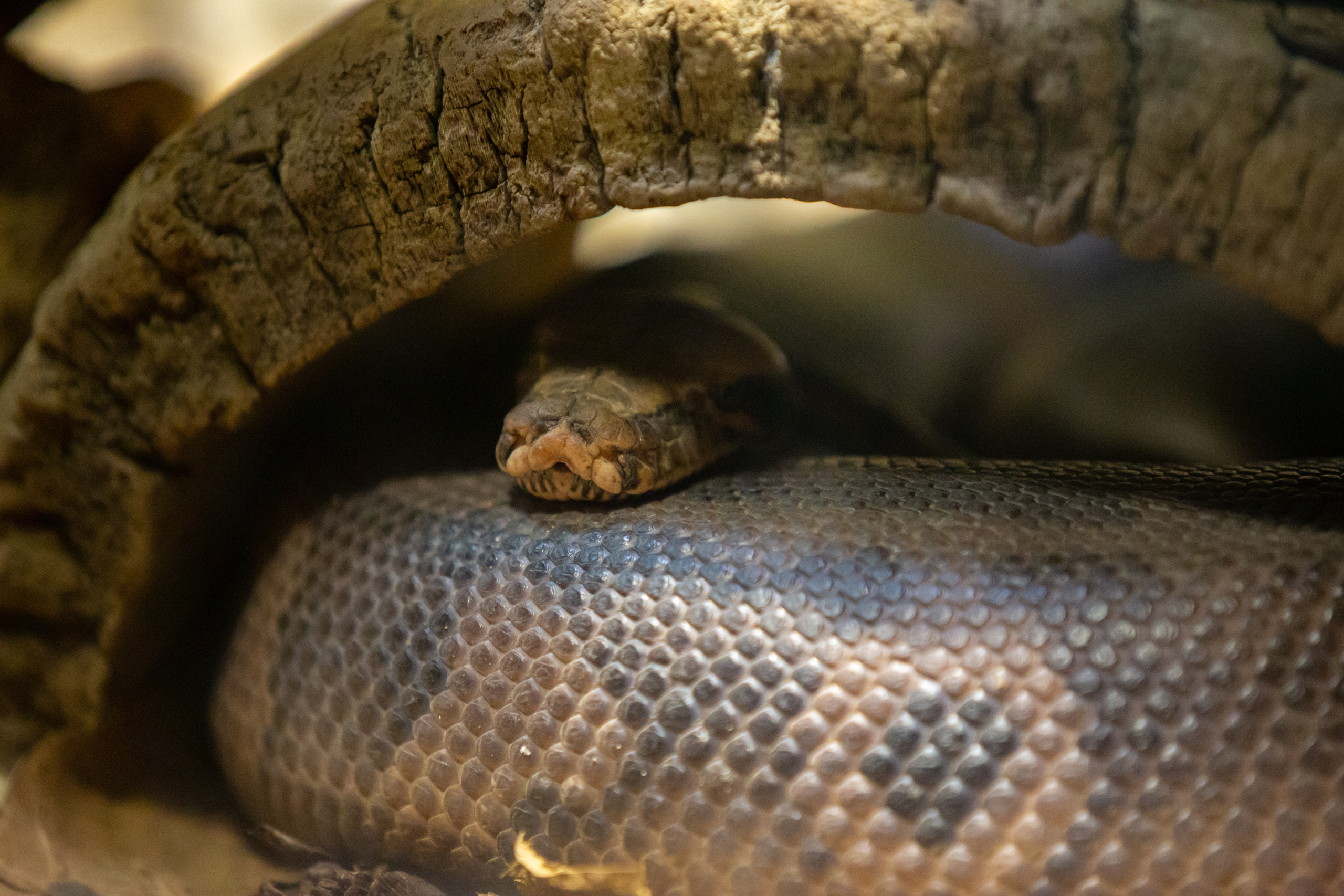 Зоопарк в Барселоне. Фотограф Сонкина Татьяна