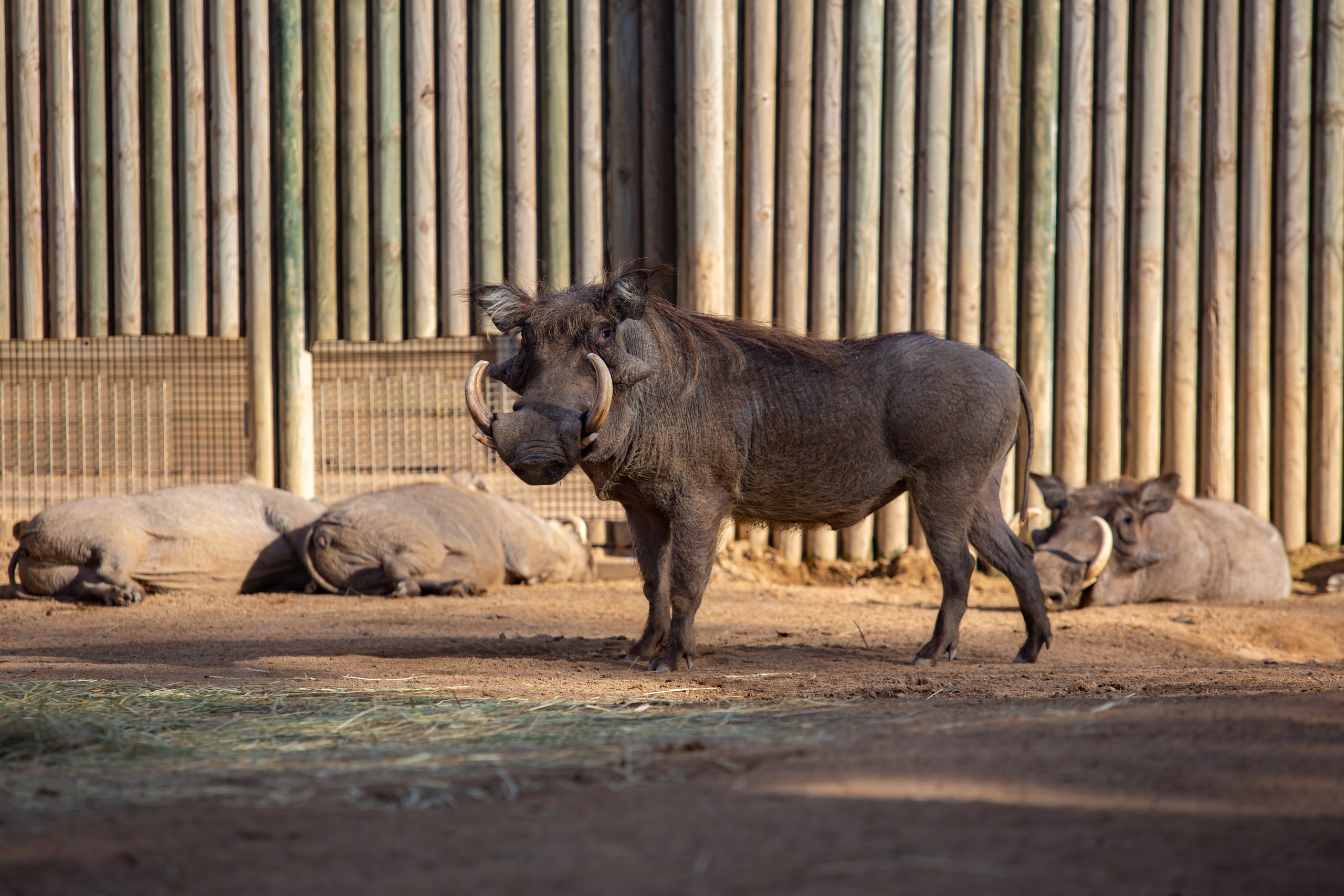 Бородавочник  в зоопарке Барселоны