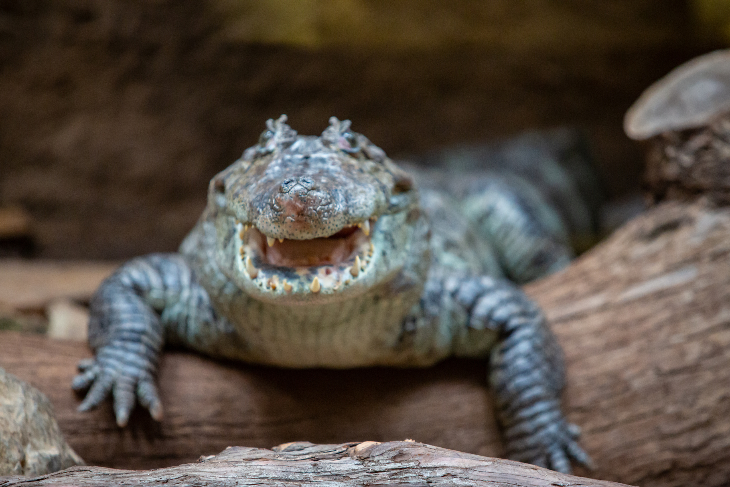 Зоопарк в Барселоне. Фотограф Сонкина Татьяна