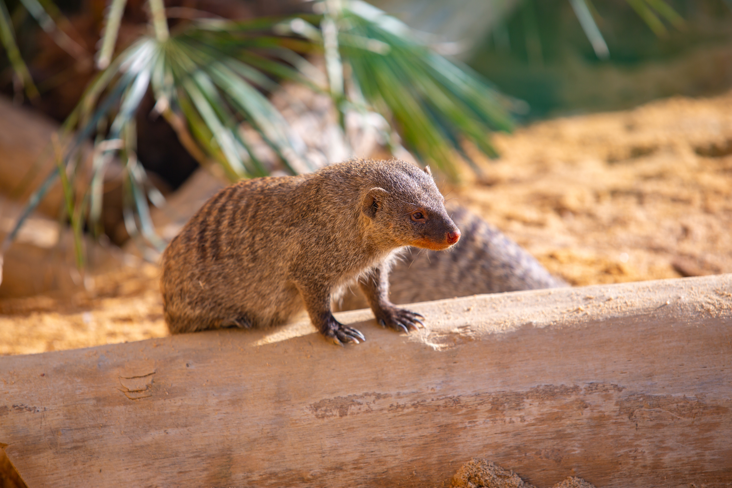 Мангуст  в зоопарке Барселоны