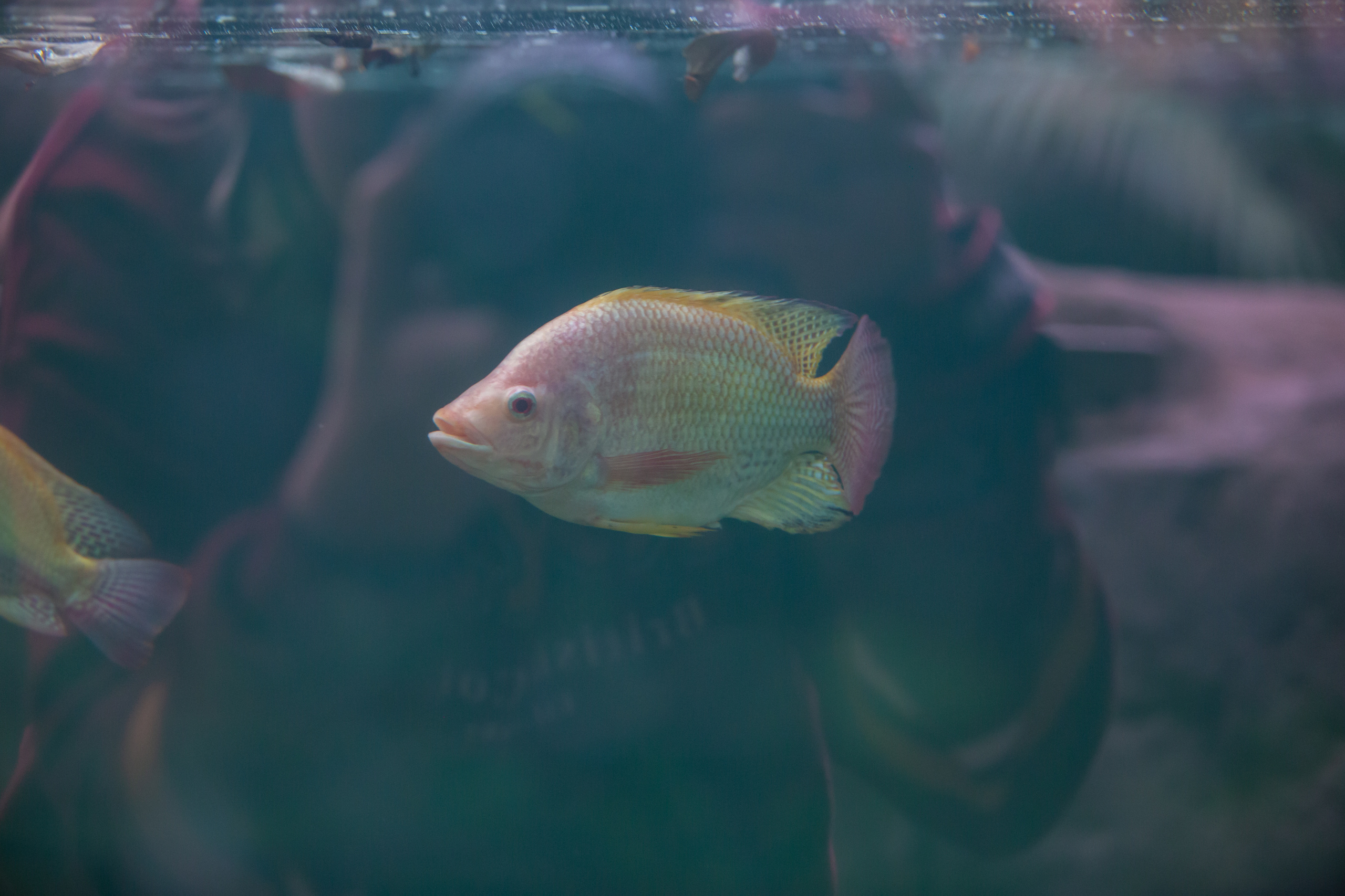 Зоопарк в Барселоне. Фотограф Сонкина Татьяна