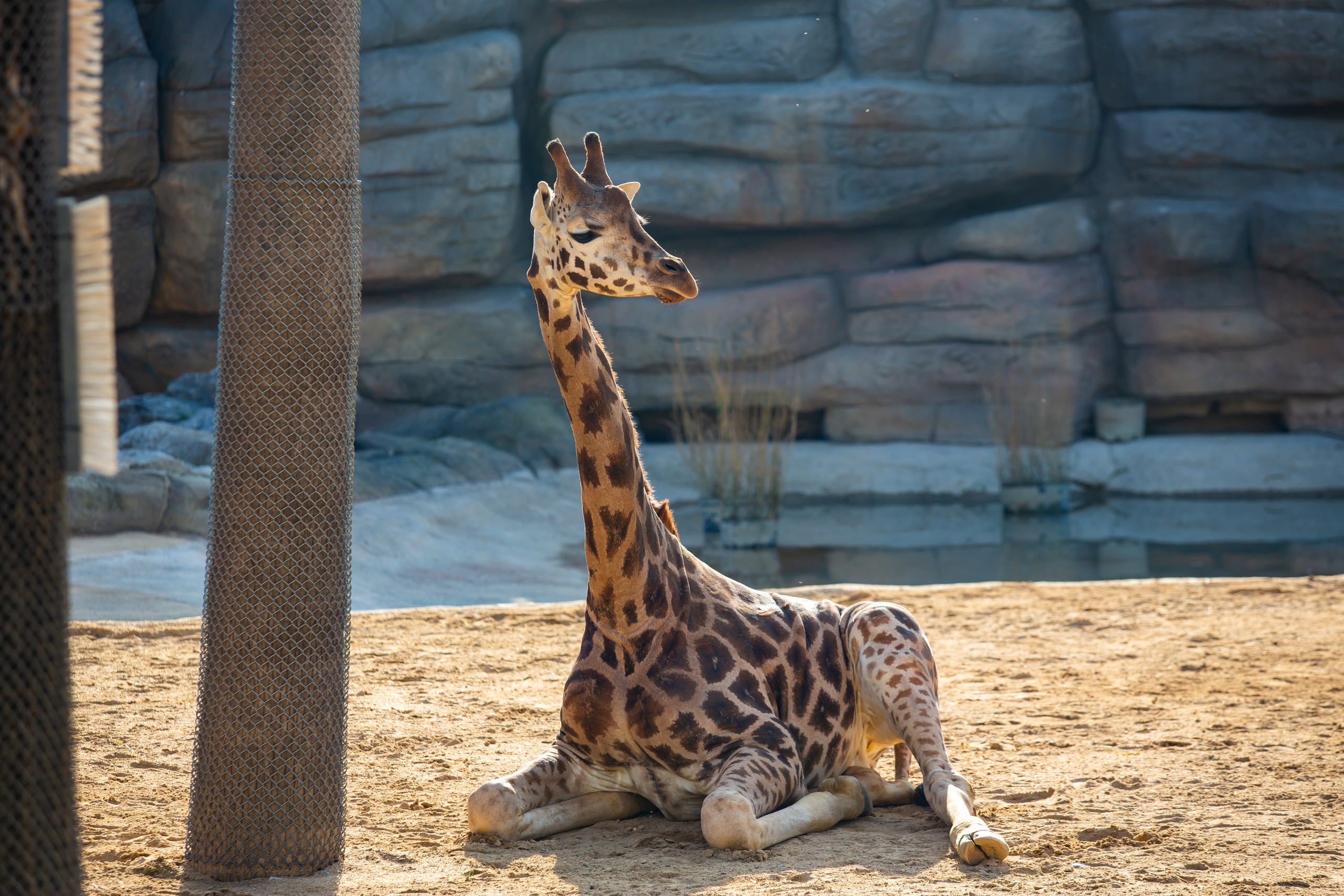 Жираф Ротшильдов  в зоопарке Барселоны
