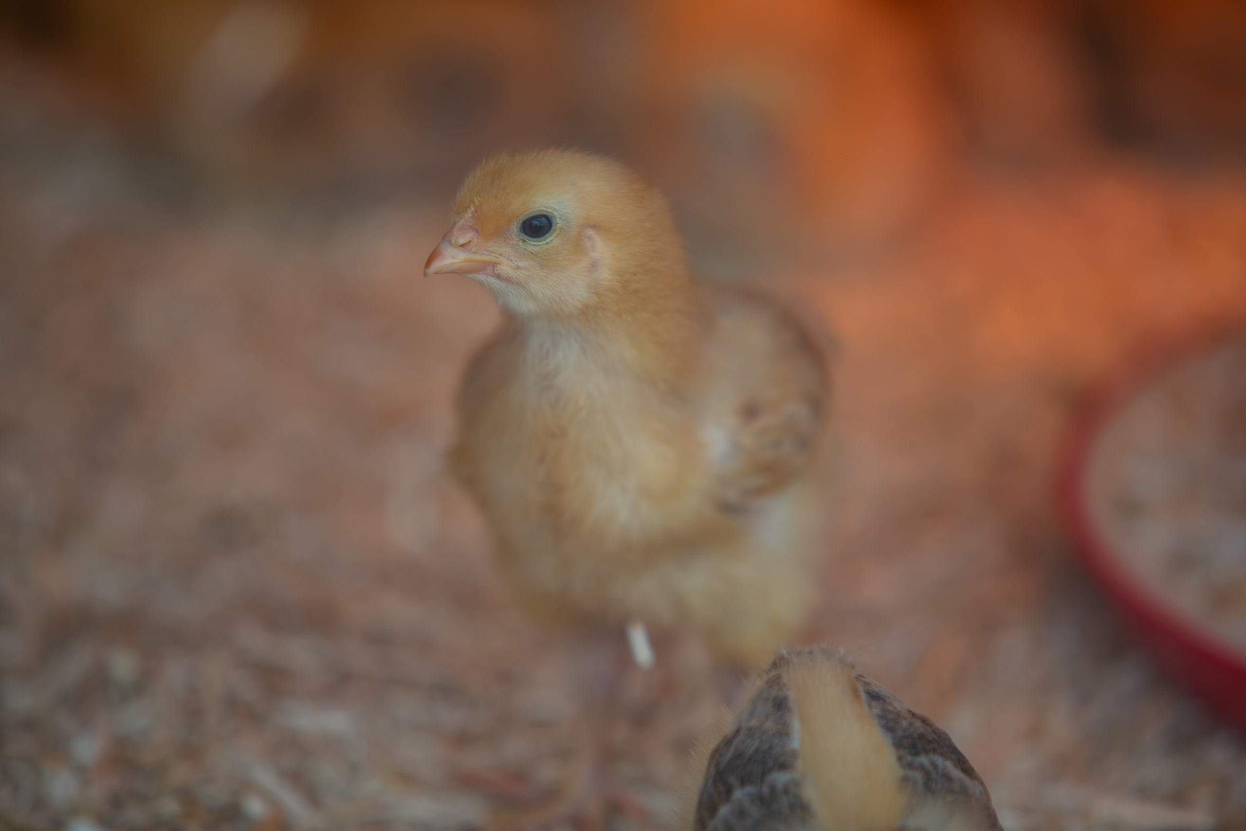 Зоопарк в Барселоне. Фотограф Сонкина Татьяна