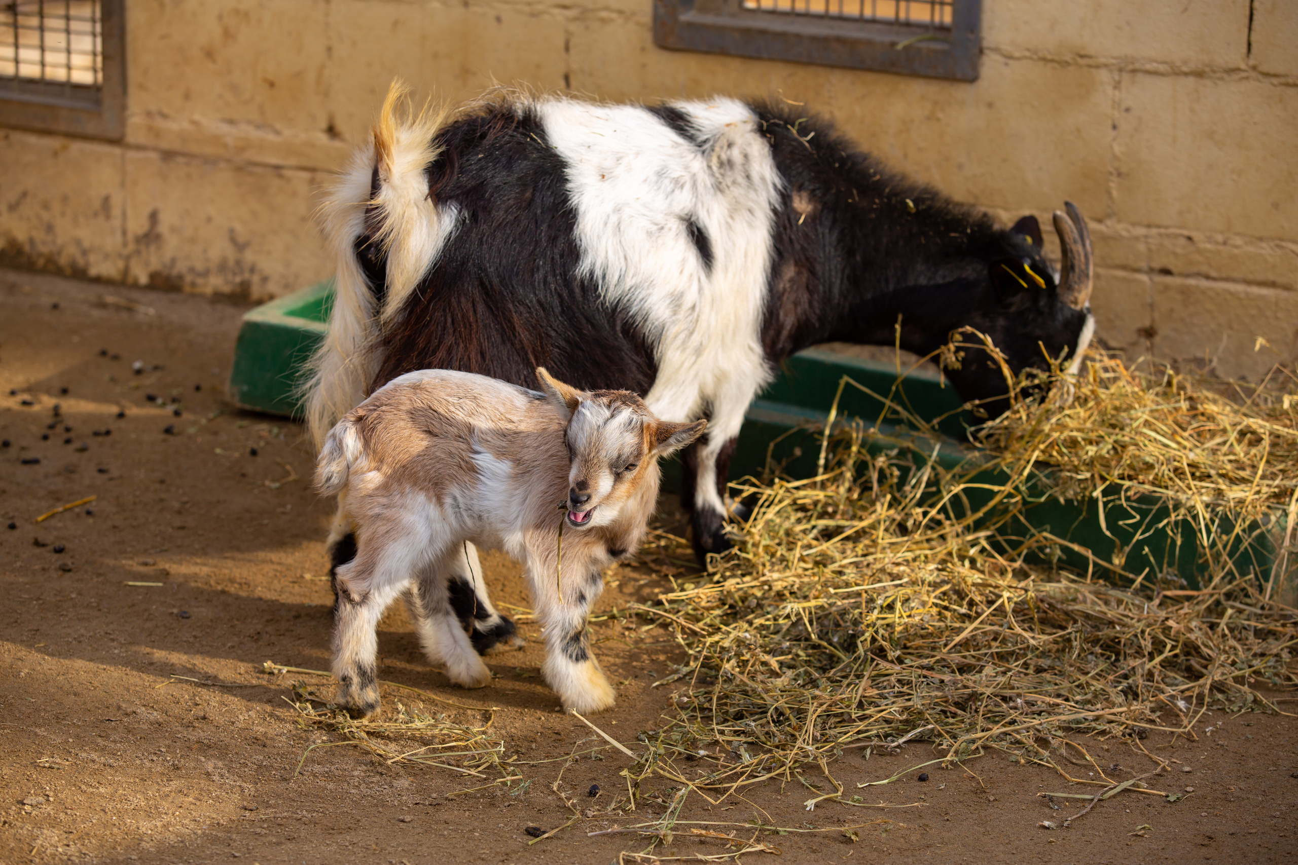 Зоопарк в Барселоне. Фотограф Сонкина Татьяна