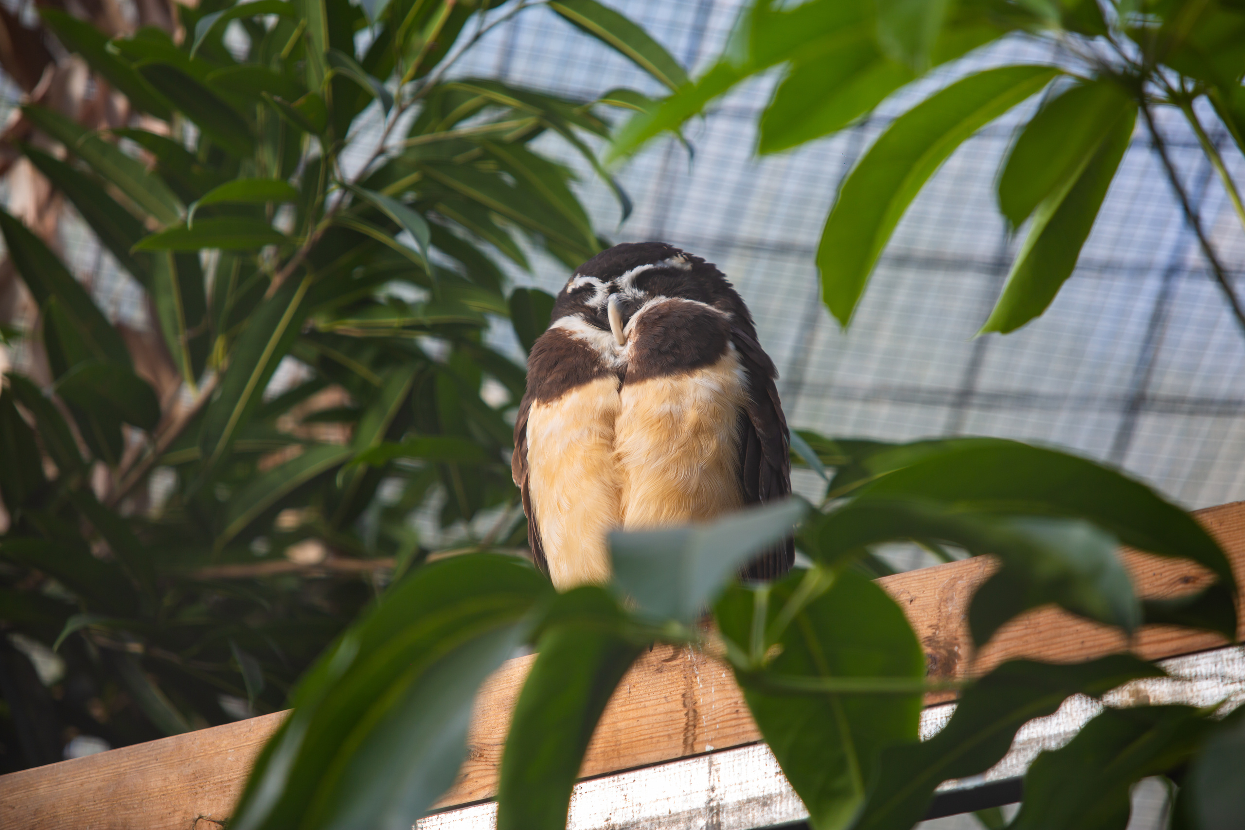 Зоопарк в Барселоне. Фотограф Сонкина Татьяна