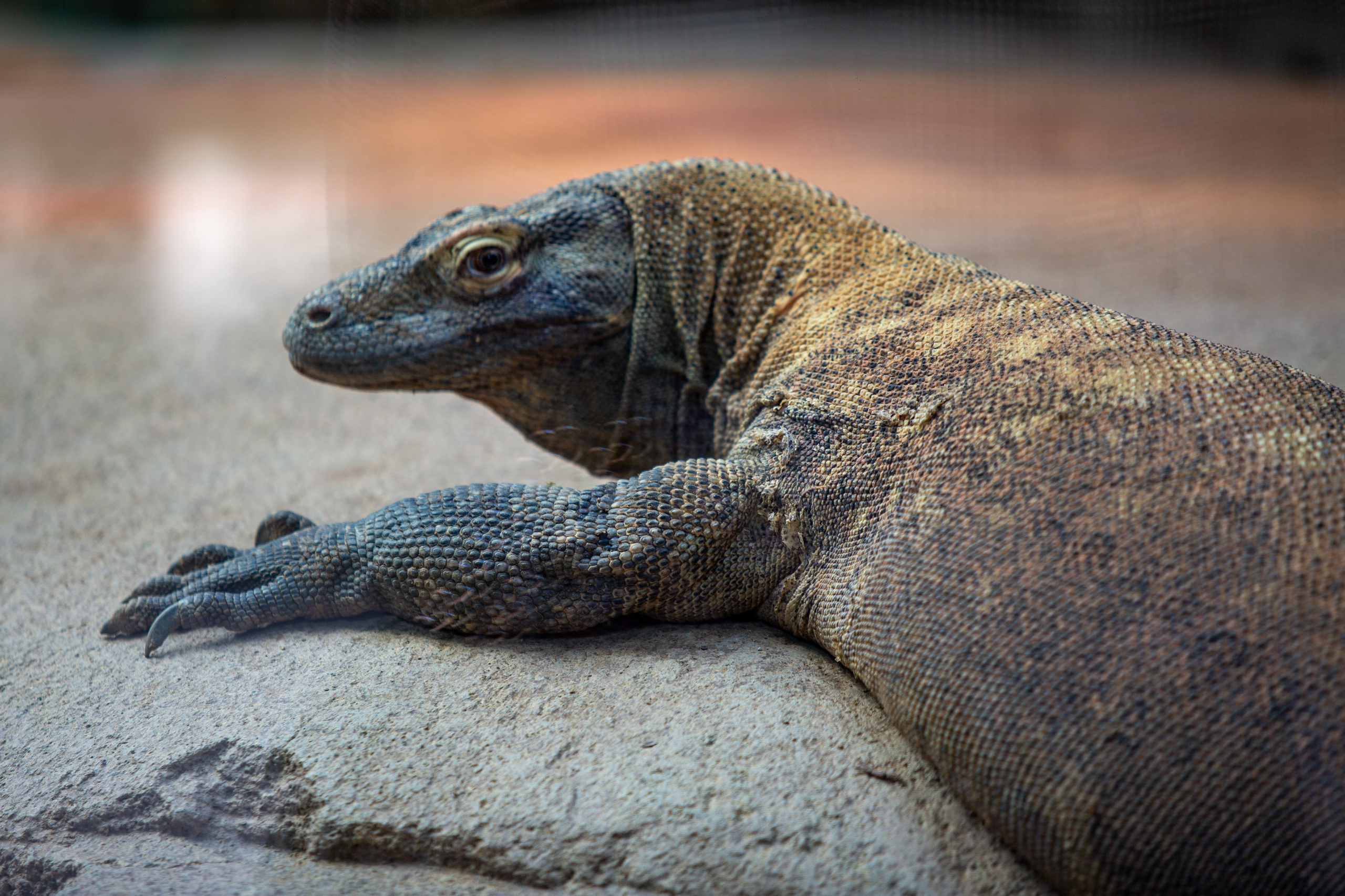 Комодский Дракон в зоопарке Барселоны