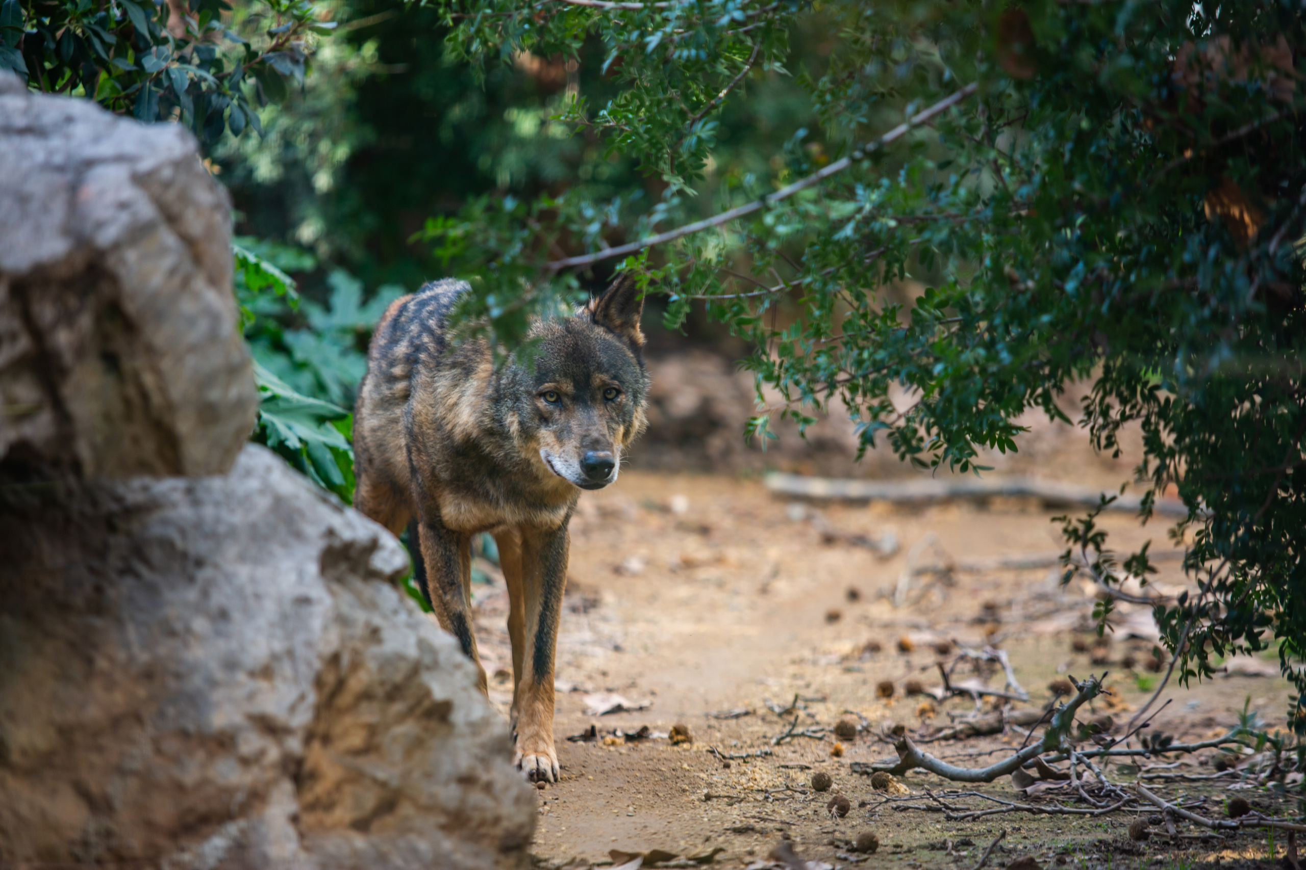 Иберийский волк  в зоопарке Барселоны