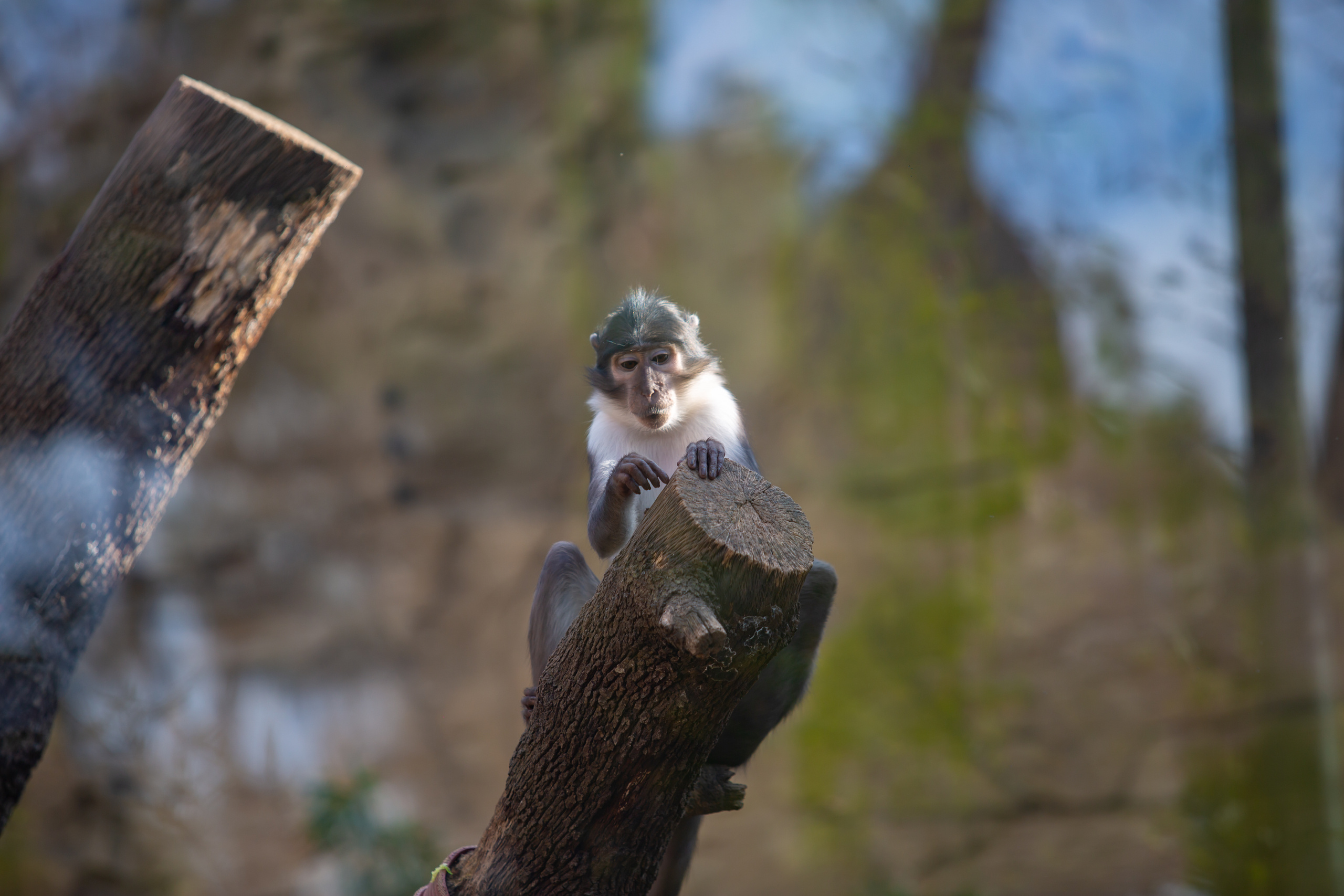 Зоопарк в Барселоне. Фотограф Сонкина Татьяна