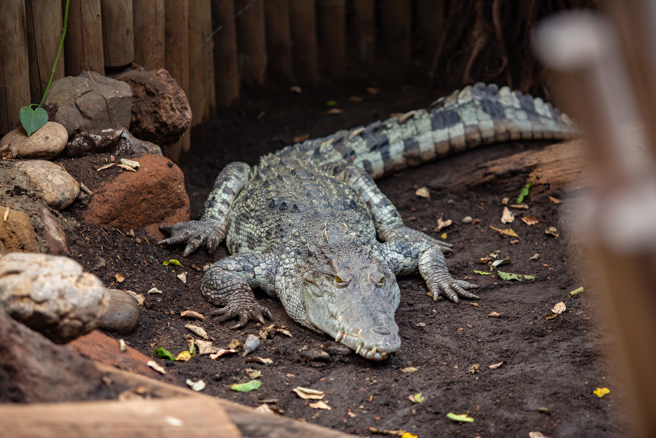 Зоопарк в Барселоне. Фотограф Сонкина Татьяна