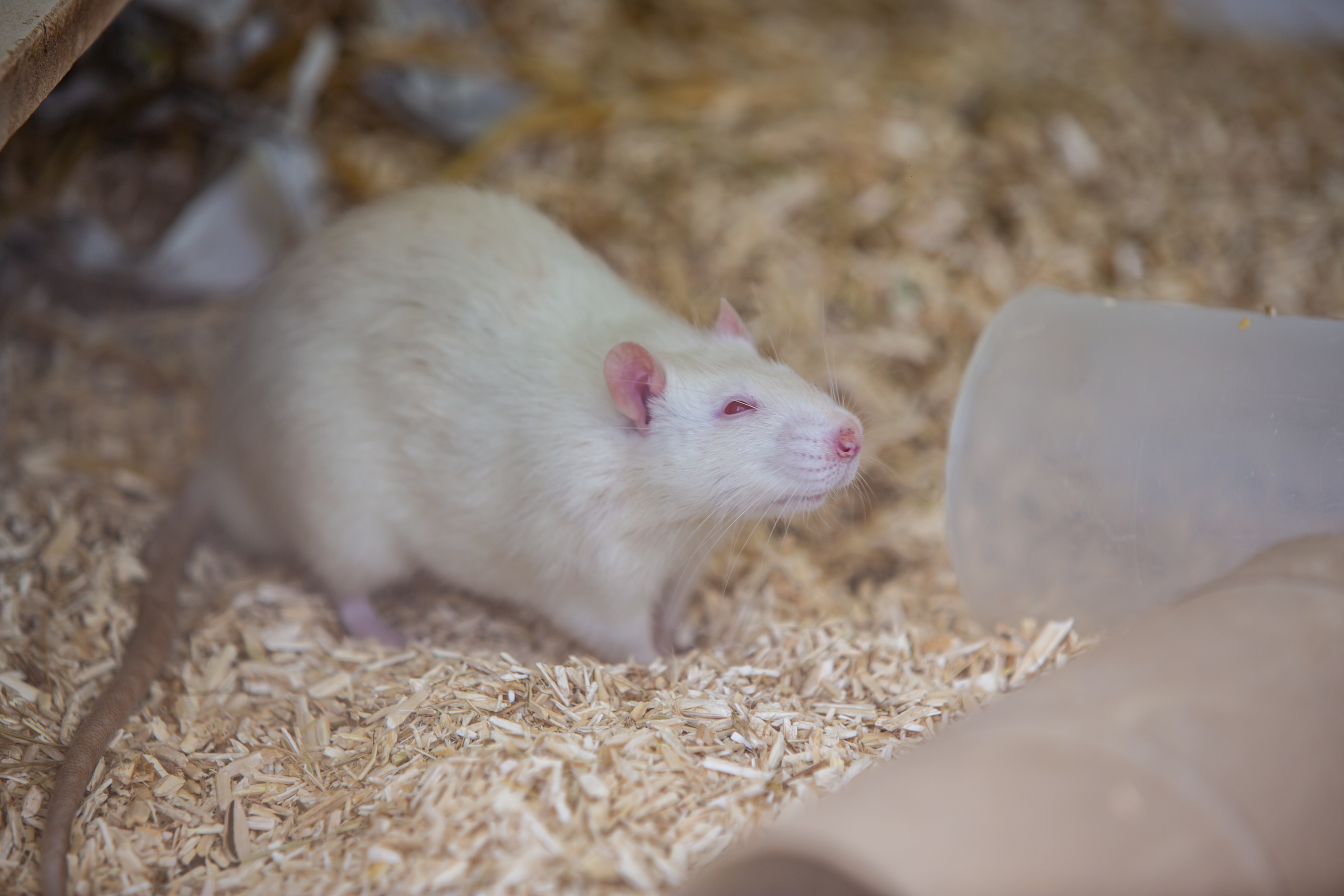 Зоопарк в Барселоне. Фотограф Сонкина Татьяна