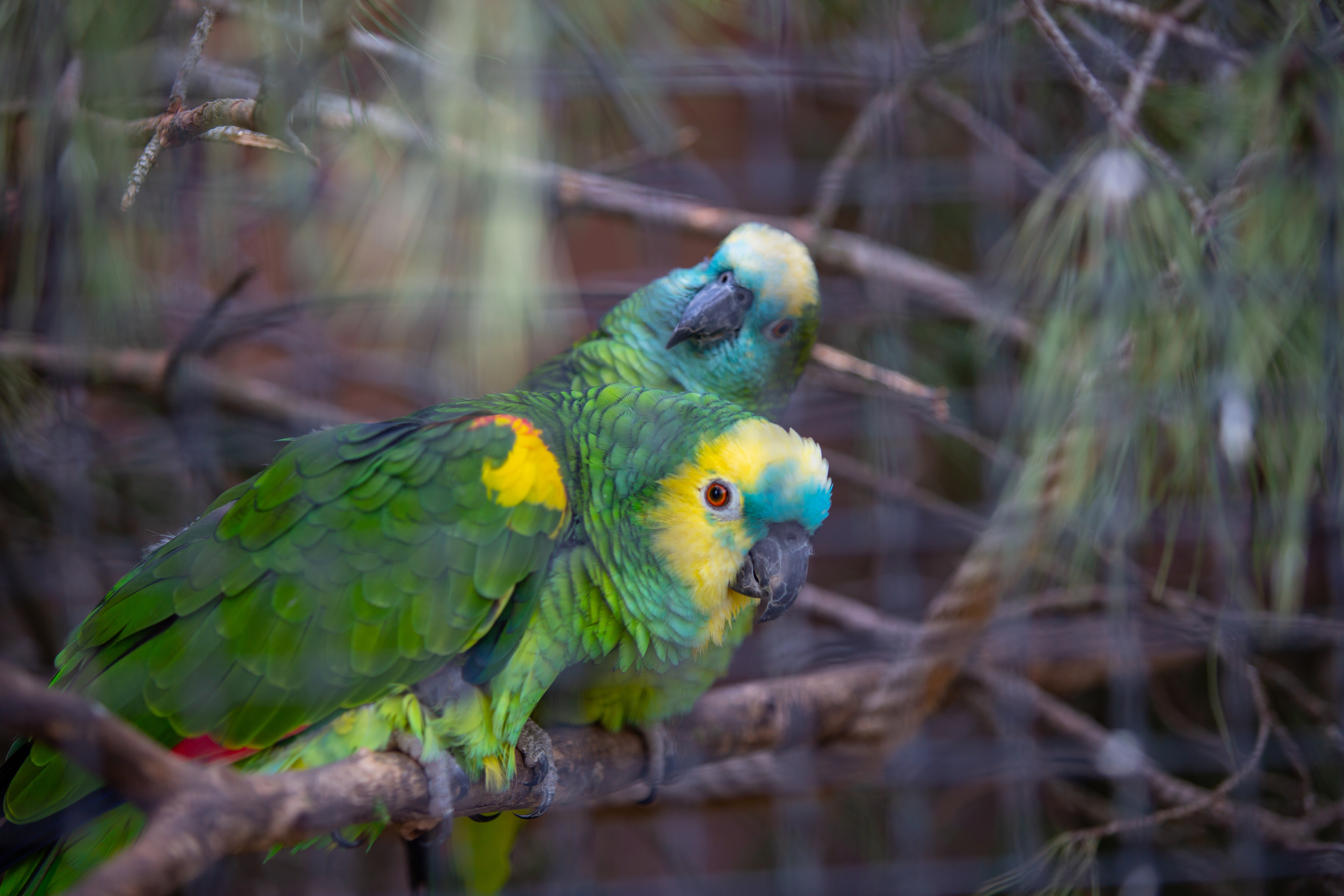 Зоопарк в Барселоне. Фотограф Сонкина Татьяна