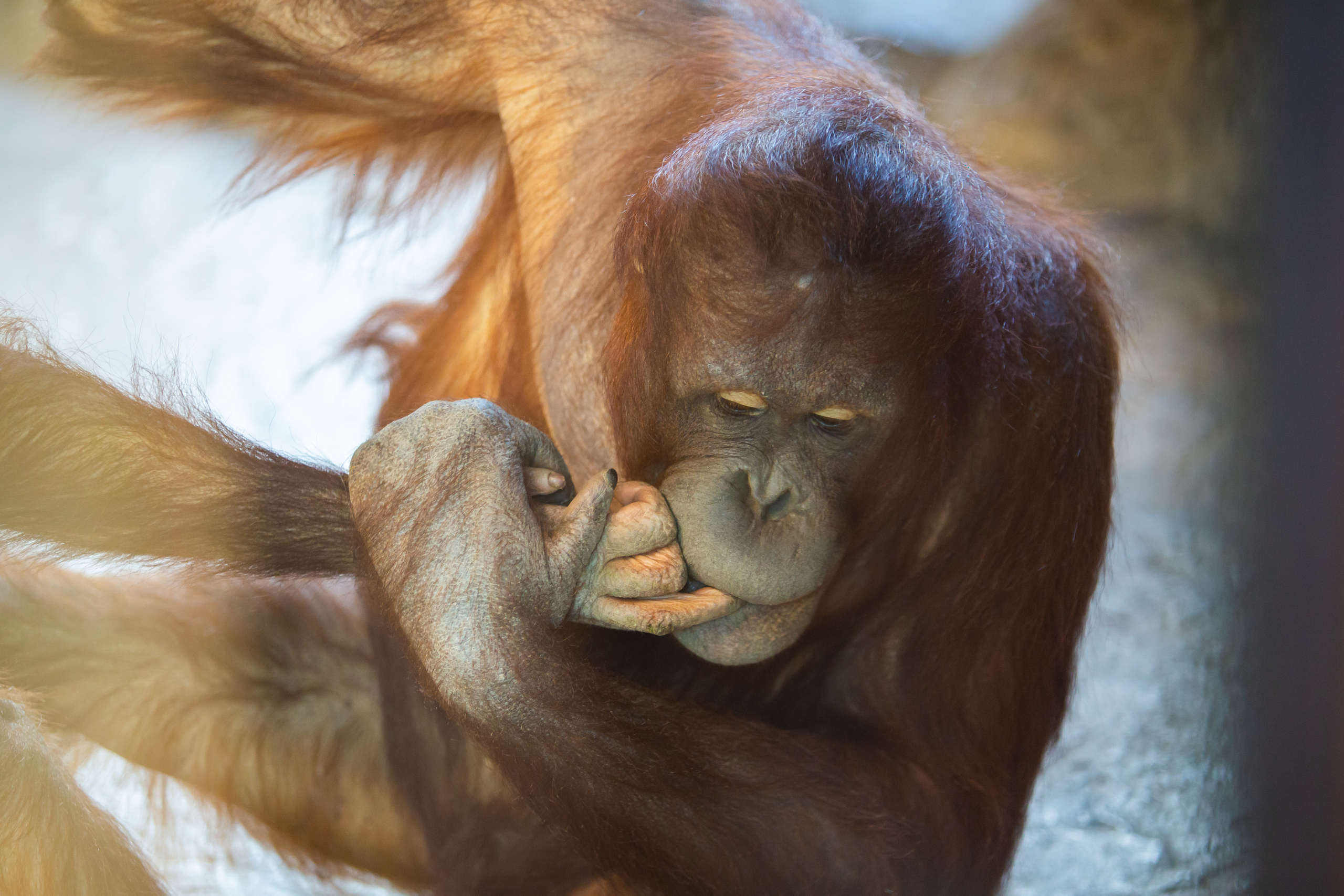 Орангутан Борнео  в зоопарке Барселоны
