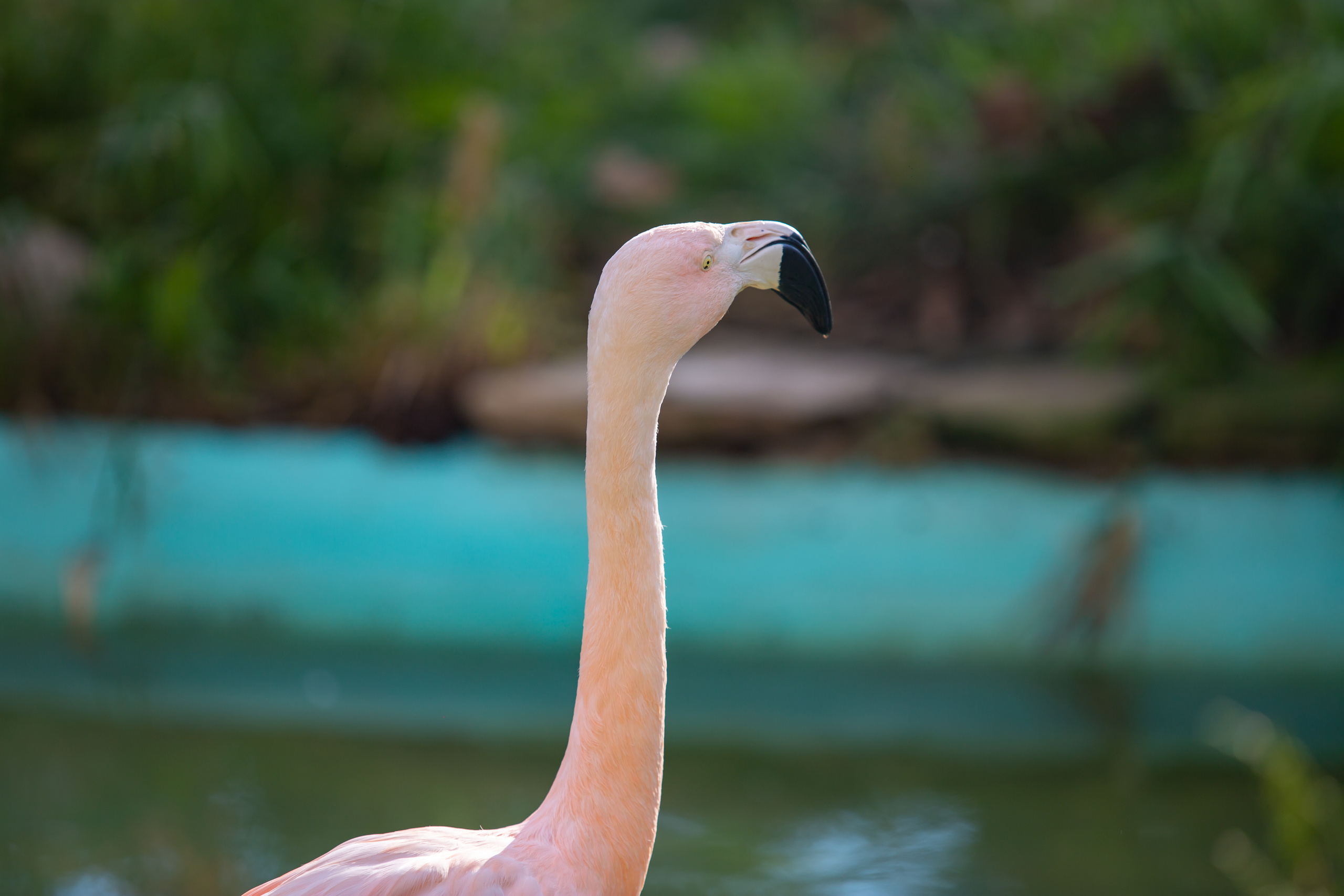 Зоопарк в Барселоне. Фотограф Сонкина Татьяна