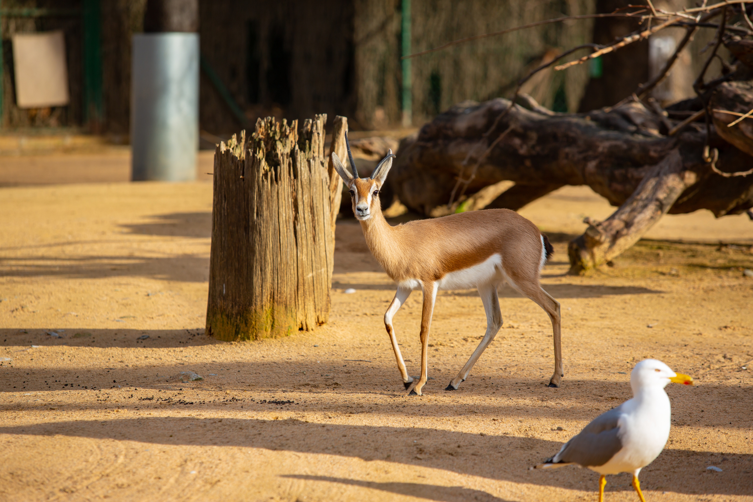 Зоопарк в Барселоне. Фотограф Сонкина Татьяна