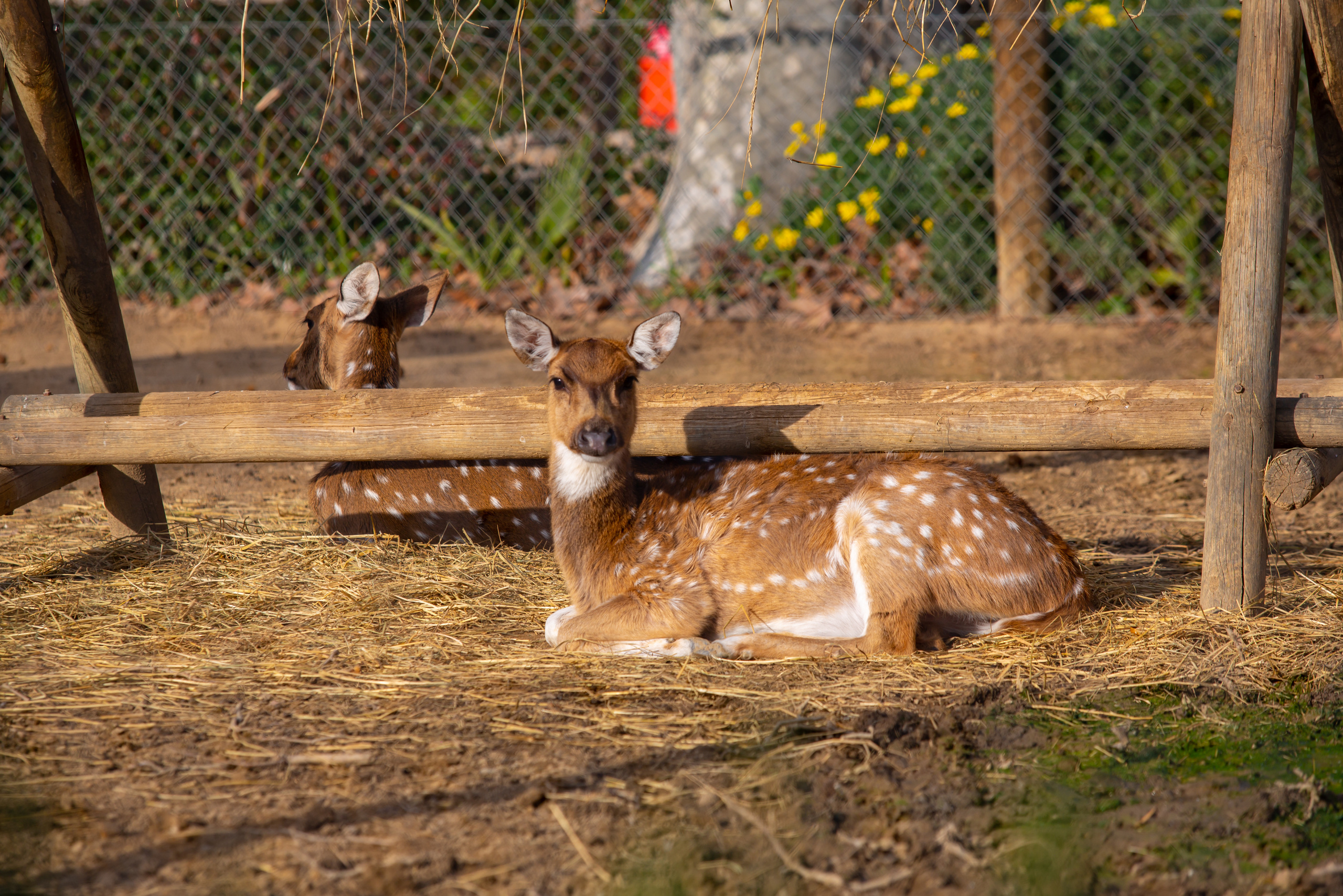 Зоопарк в Барселоне. Фотограф Сонкина Татьяна