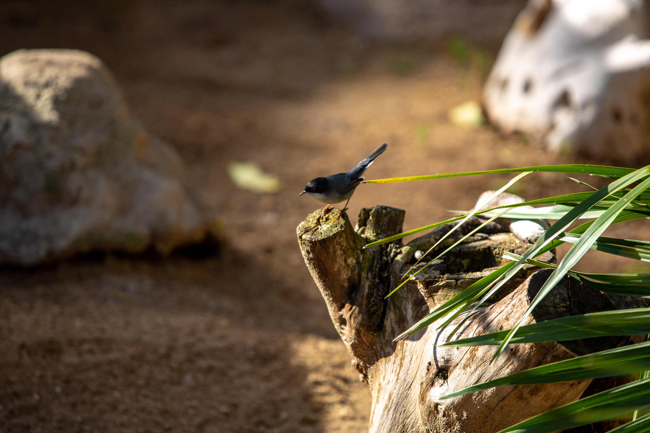 Зоопарк в Барселоне. Фотограф Сонкина Татьяна