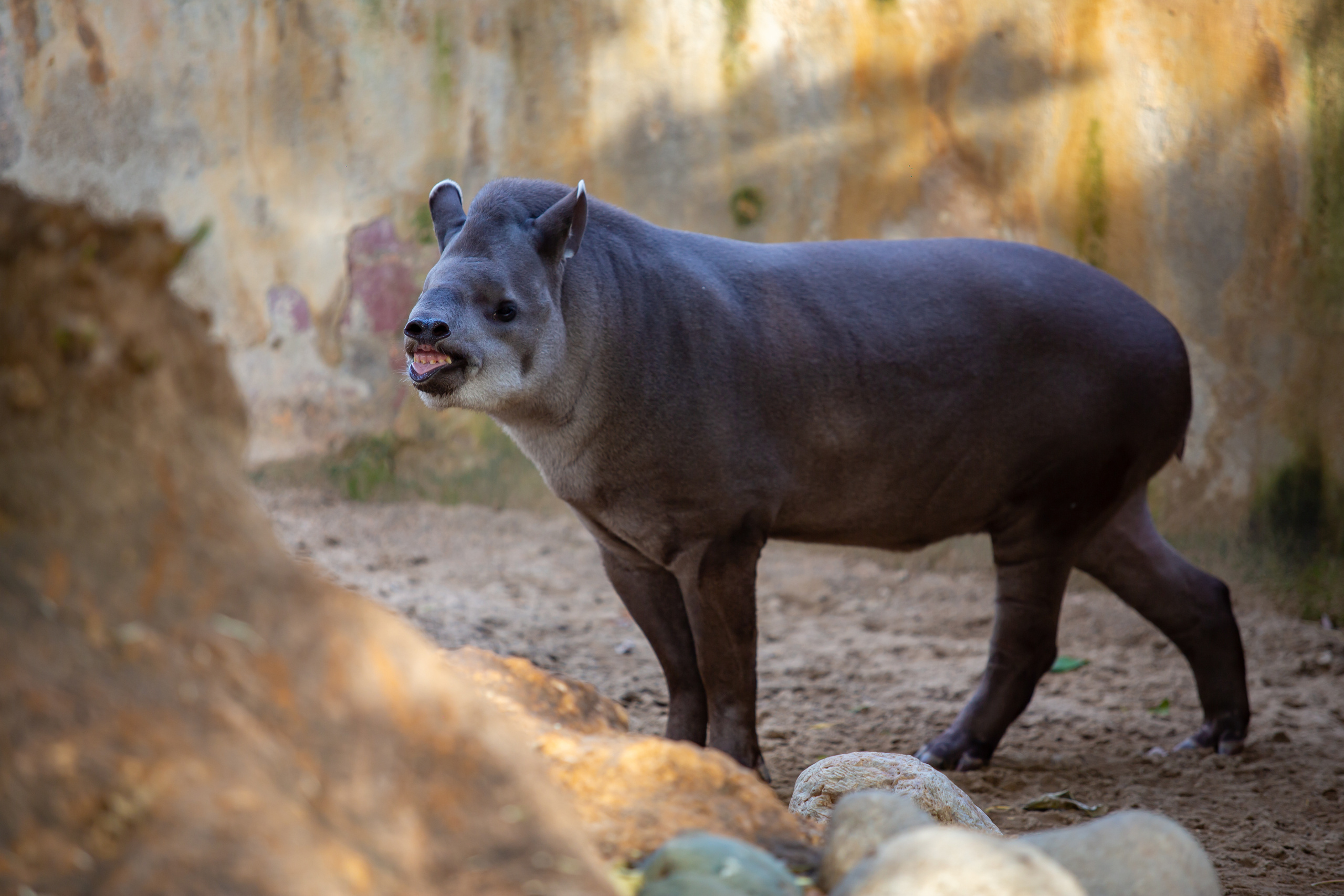 Амазонский тапир  в зоопарке Барселоны