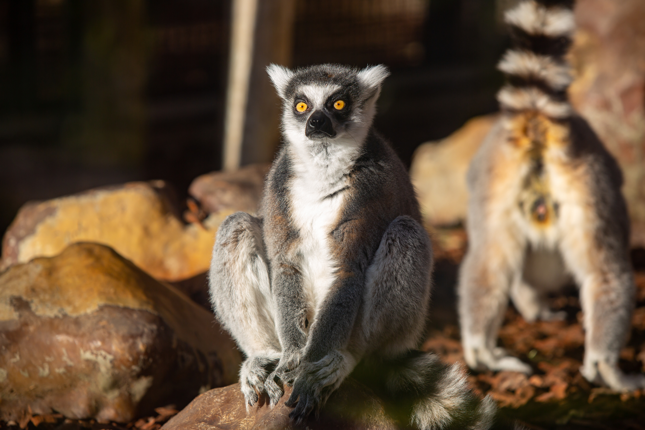 Кошачий Лемур  в зоопарке Барселоны