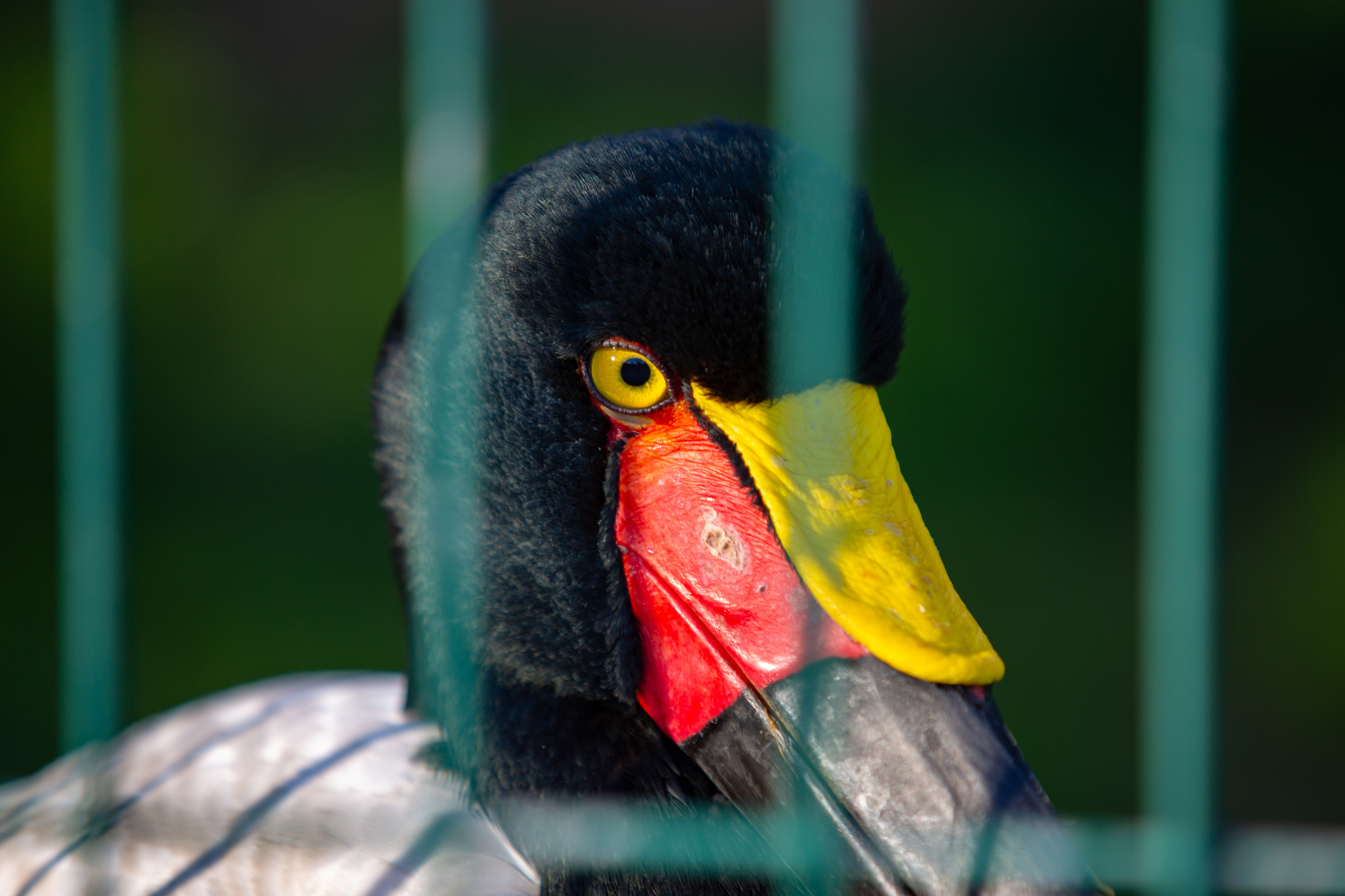 Зоопарк в Барселоне. Фотограф Сонкина Татьяна