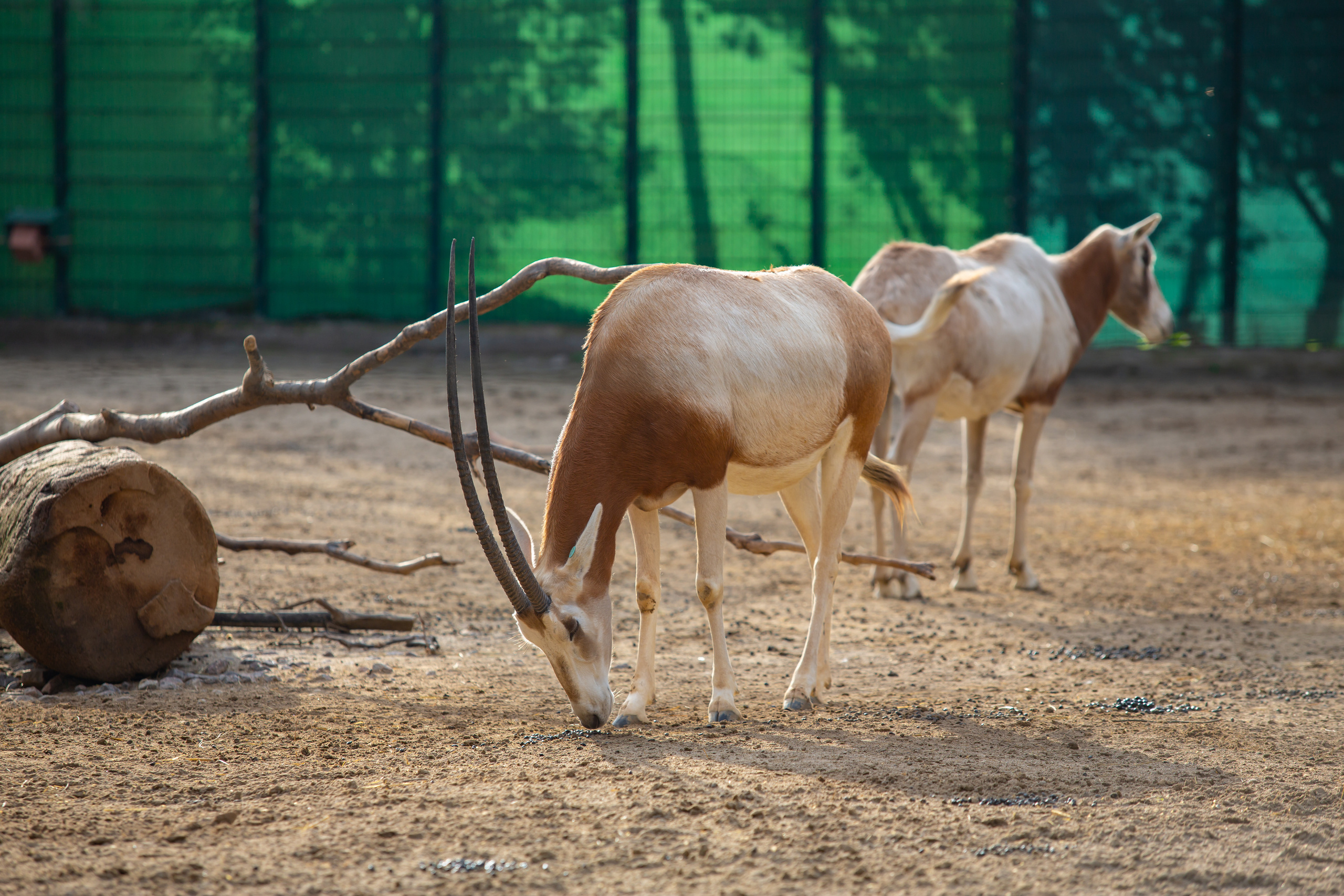 Зоопарк в Барселоне. Фотограф Сонкина Татьяна