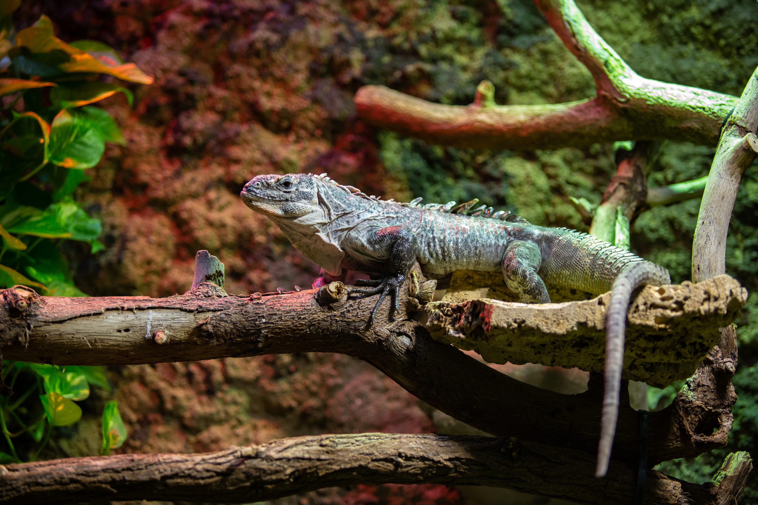Зоопарк в Барселоне. Фотограф Сонкина Татьяна