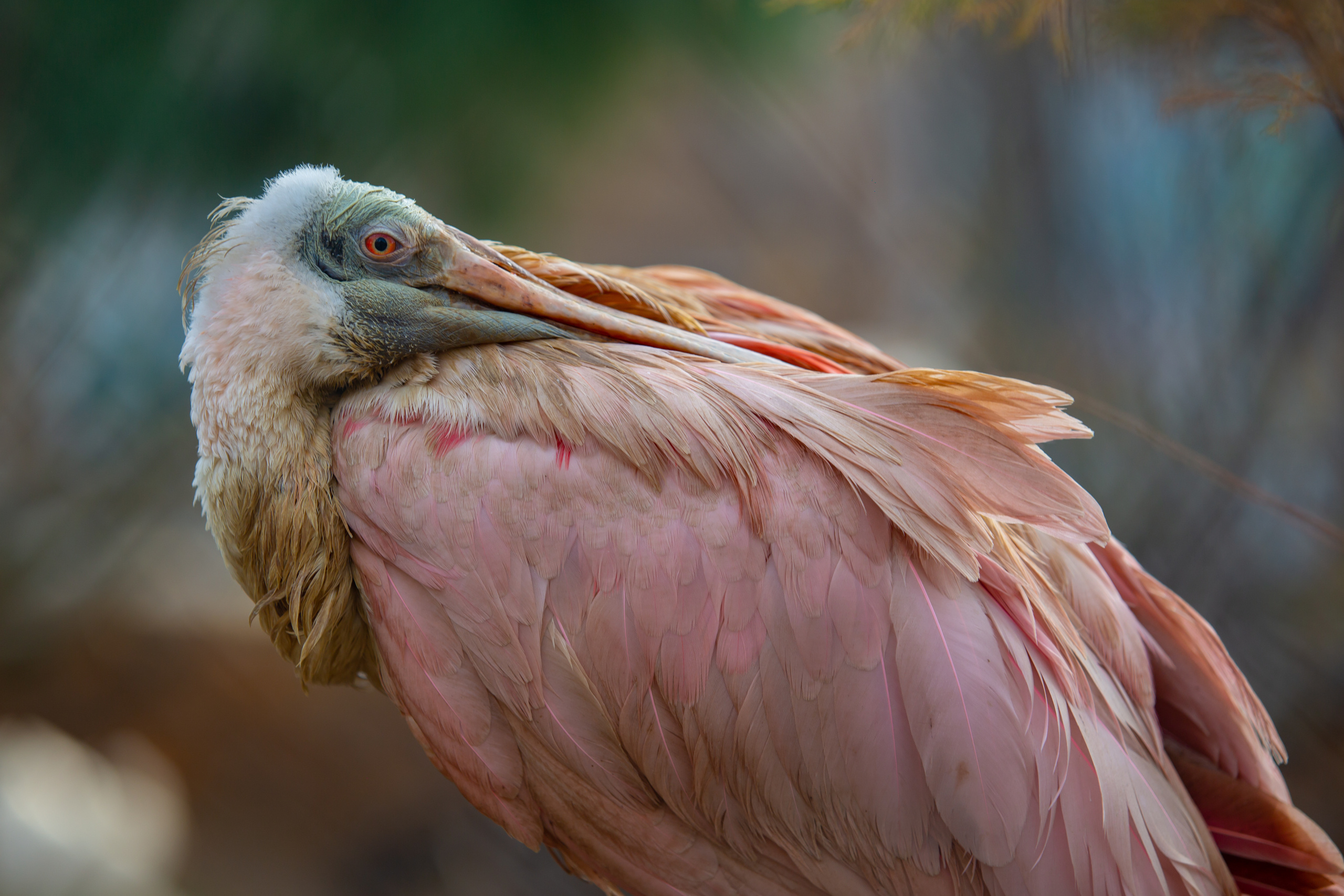 Зоопарк в Барселоне. Фотограф Сонкина Татьяна