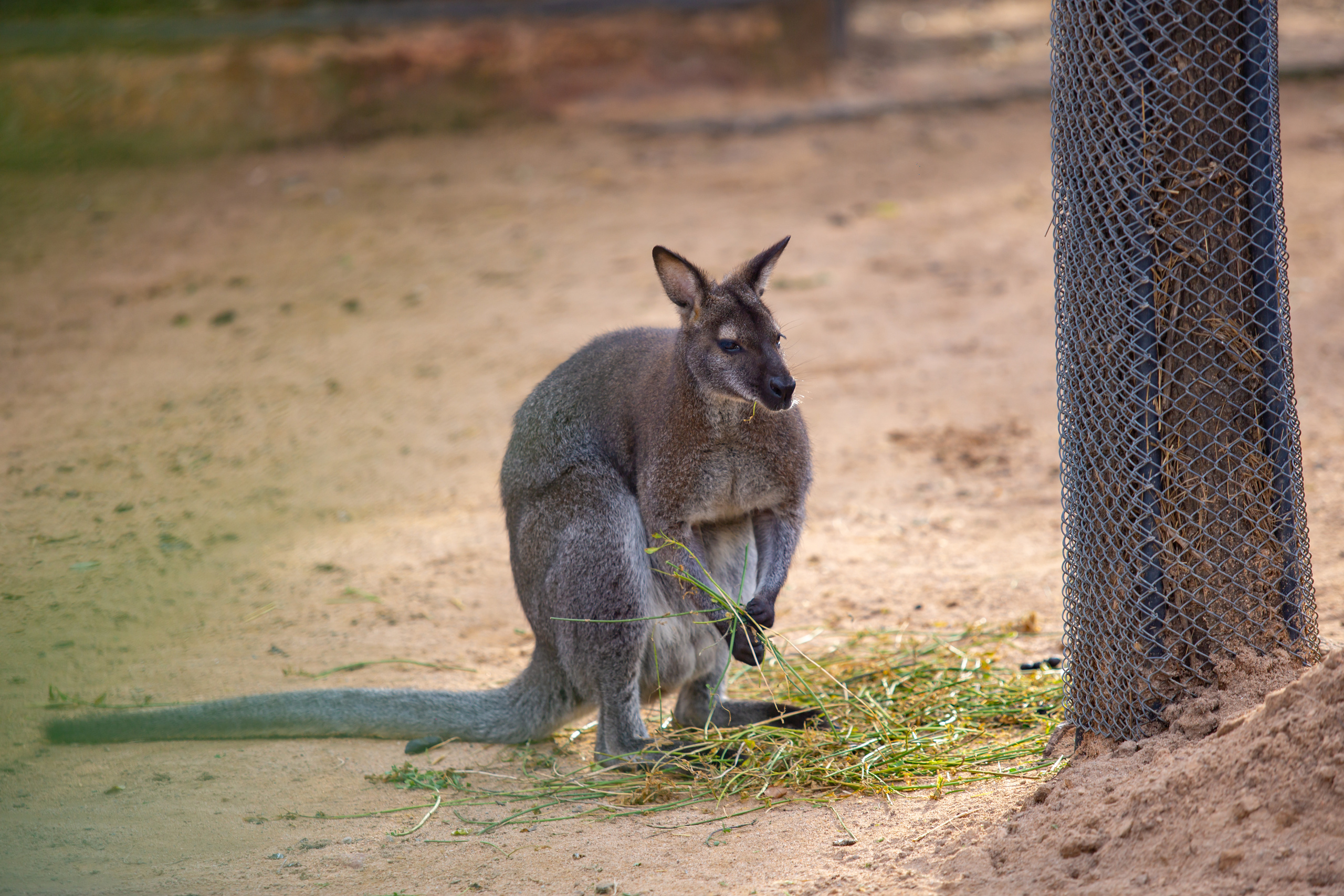 Уалаби  в зоопарке Барселоны