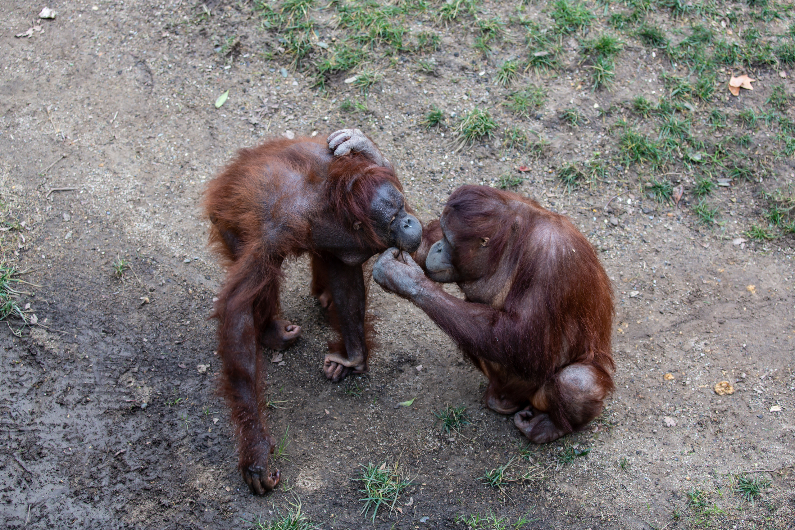 Орангутаны Борнео  в зоопарке Барселоны