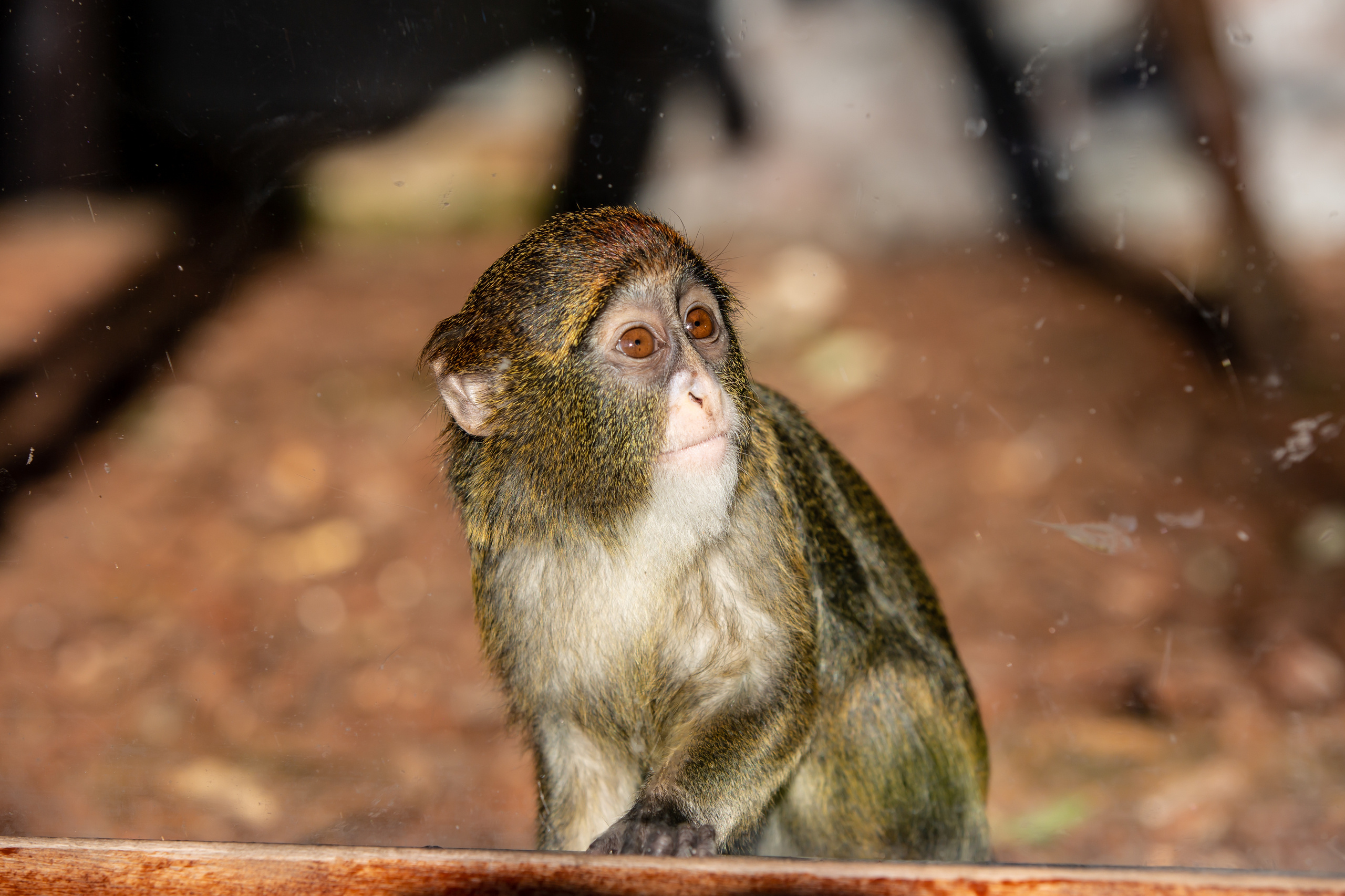 Зоопарк в Барселоне. Фотограф Сонкина Татьяна