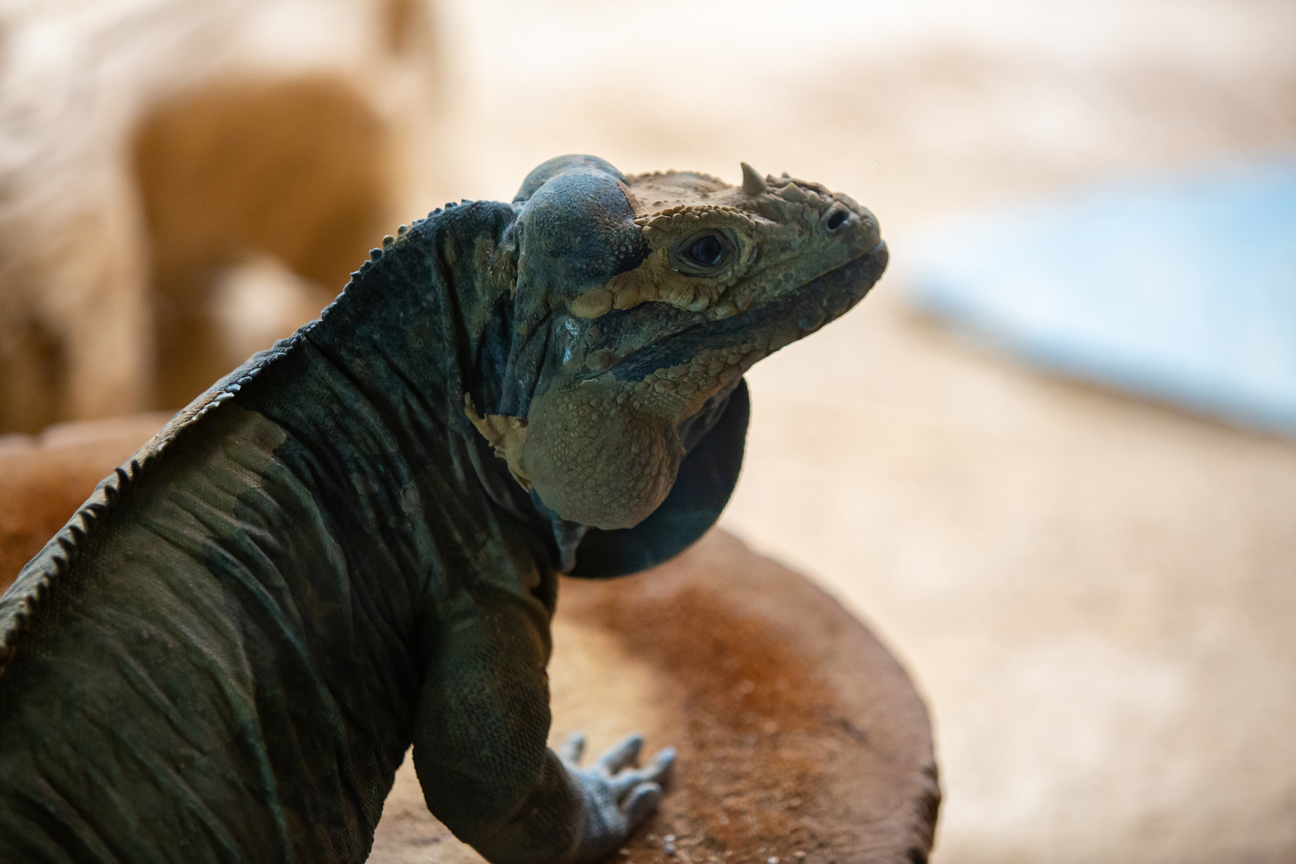 Игуана-носорог в зоопарке Барселоны