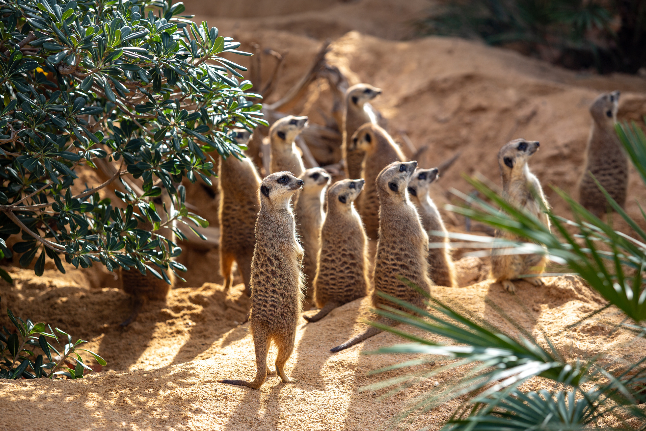 Сурикаты  в зоопарке Барселоны