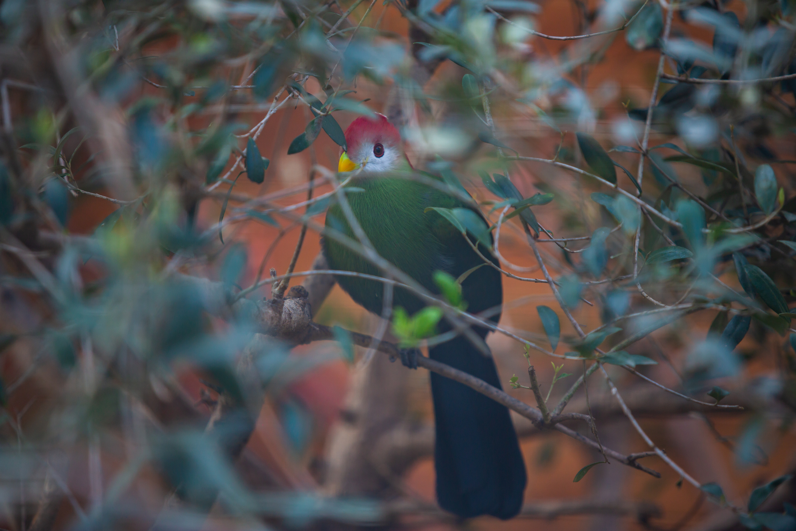 Зоопарк в Барселоне. Фотограф Сонкина Татьяна