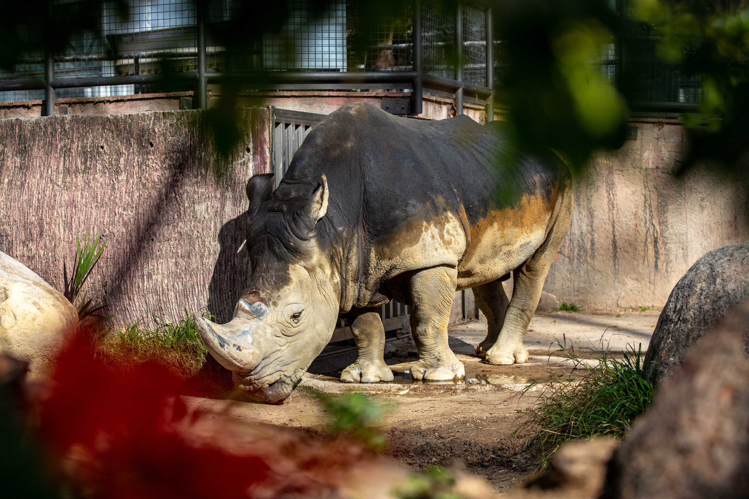 Белый носорог  в зоопарке Барселоны