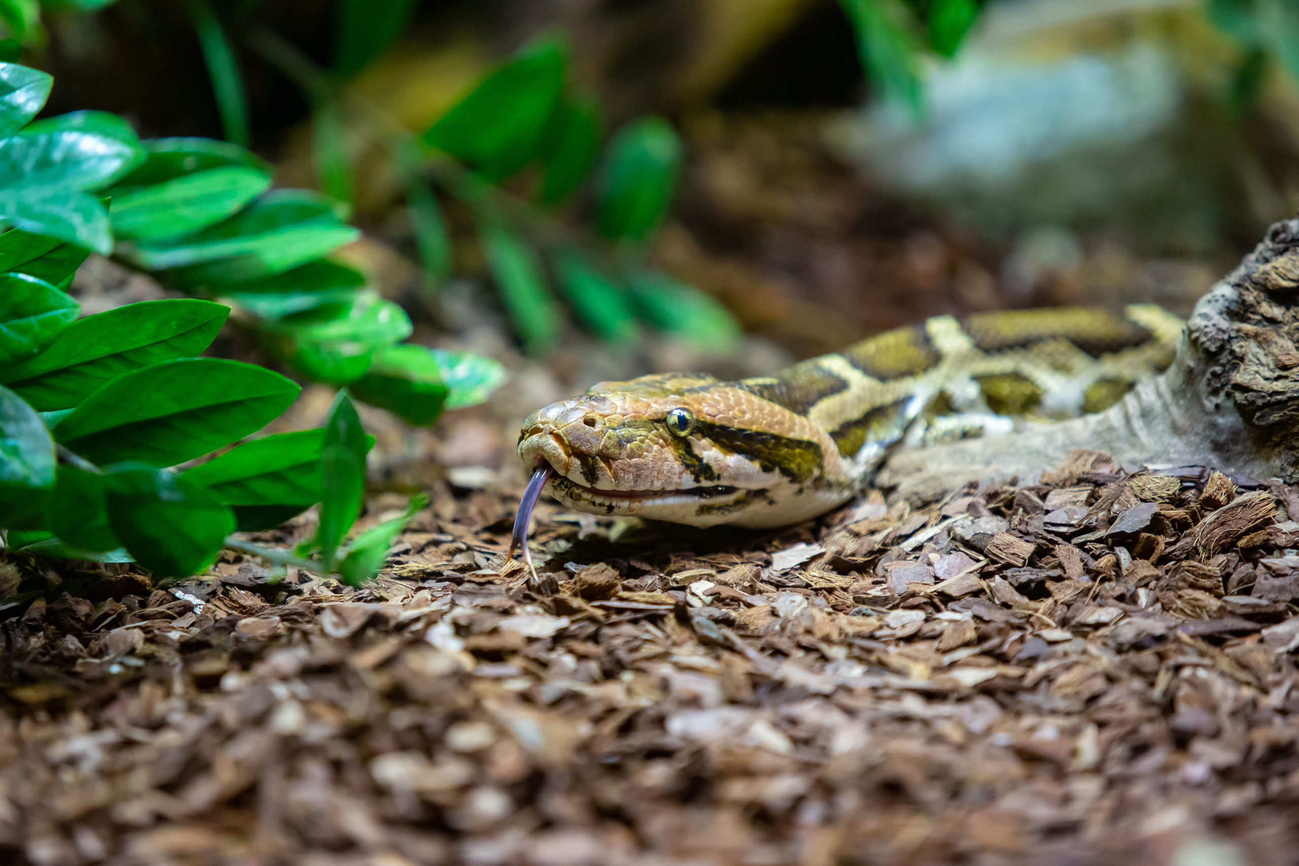 Зоопарк в Барселоне. Фотограф Сонкина Татьяна
