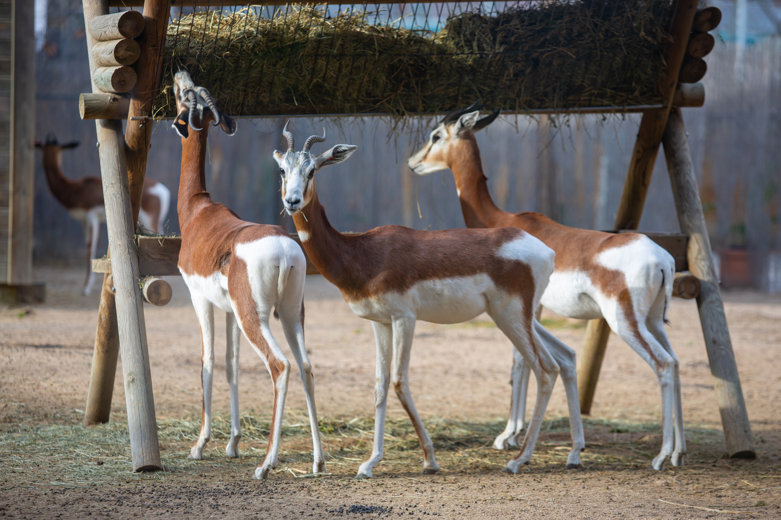 Зоопарк в Барселоне. Фотограф Сонкина Татьяна